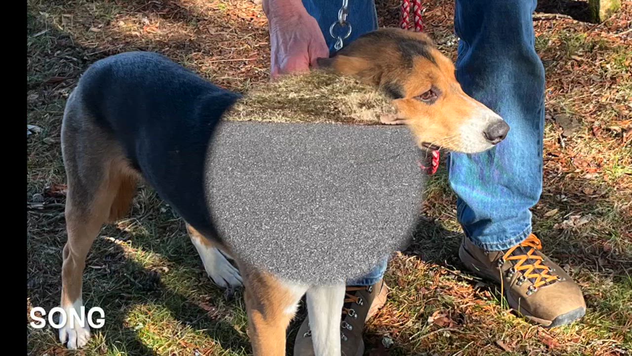 Enlarge Song, a ADOPTABLE mixed breed in Lexington, VA video 2/2