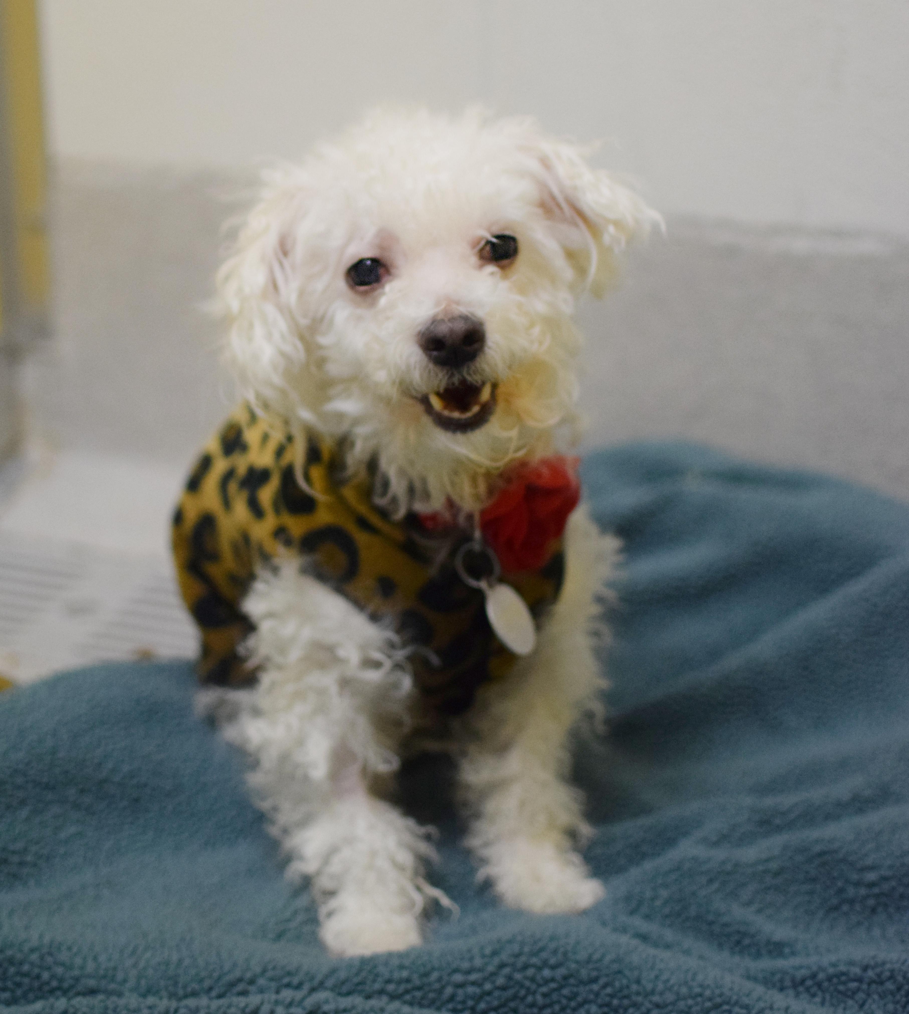 Scarlett thumbnail 2