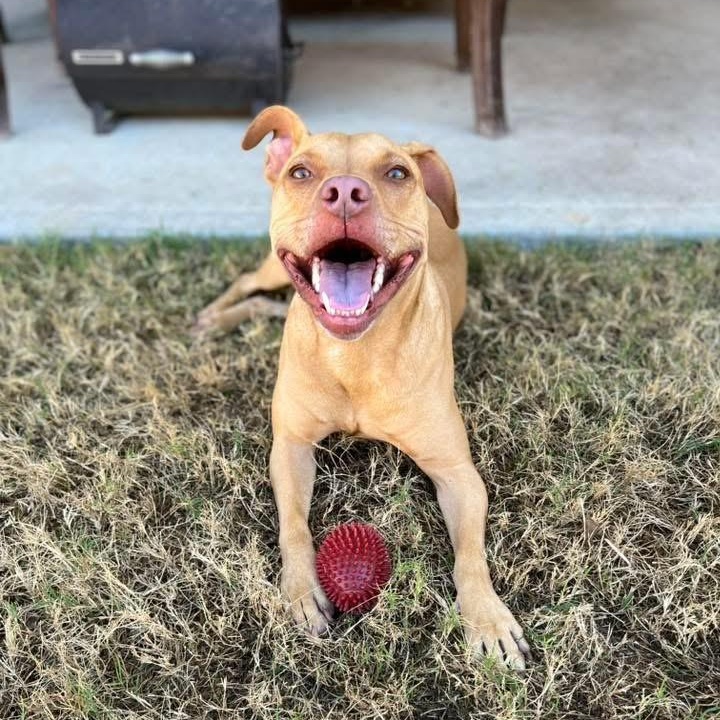 Enlarge Gracie, a Adoptable mixed breed in Cypress, TX image 1/5