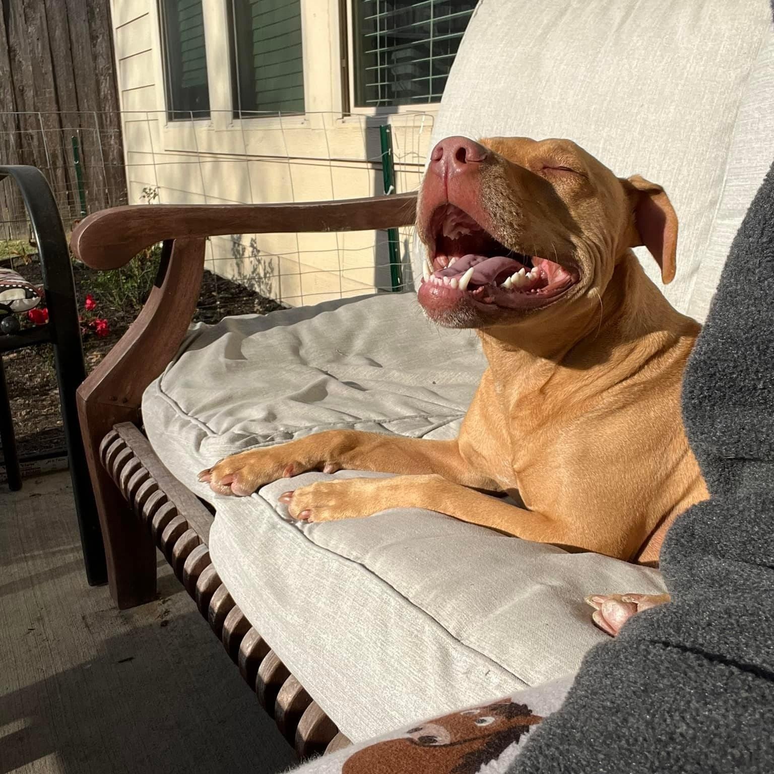 Enlarge Gracie, a Adoptable mixed breed in Cypress, TX image 2/5