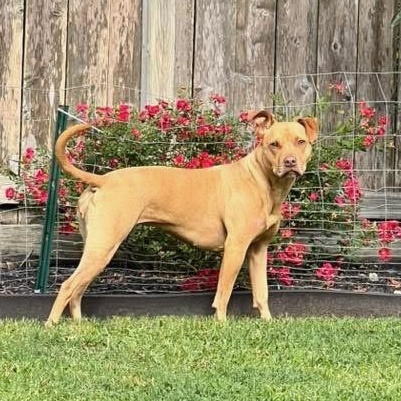 Enlarge Gracie, a Adoptable mixed breed in Cypress, TX image 5/5
