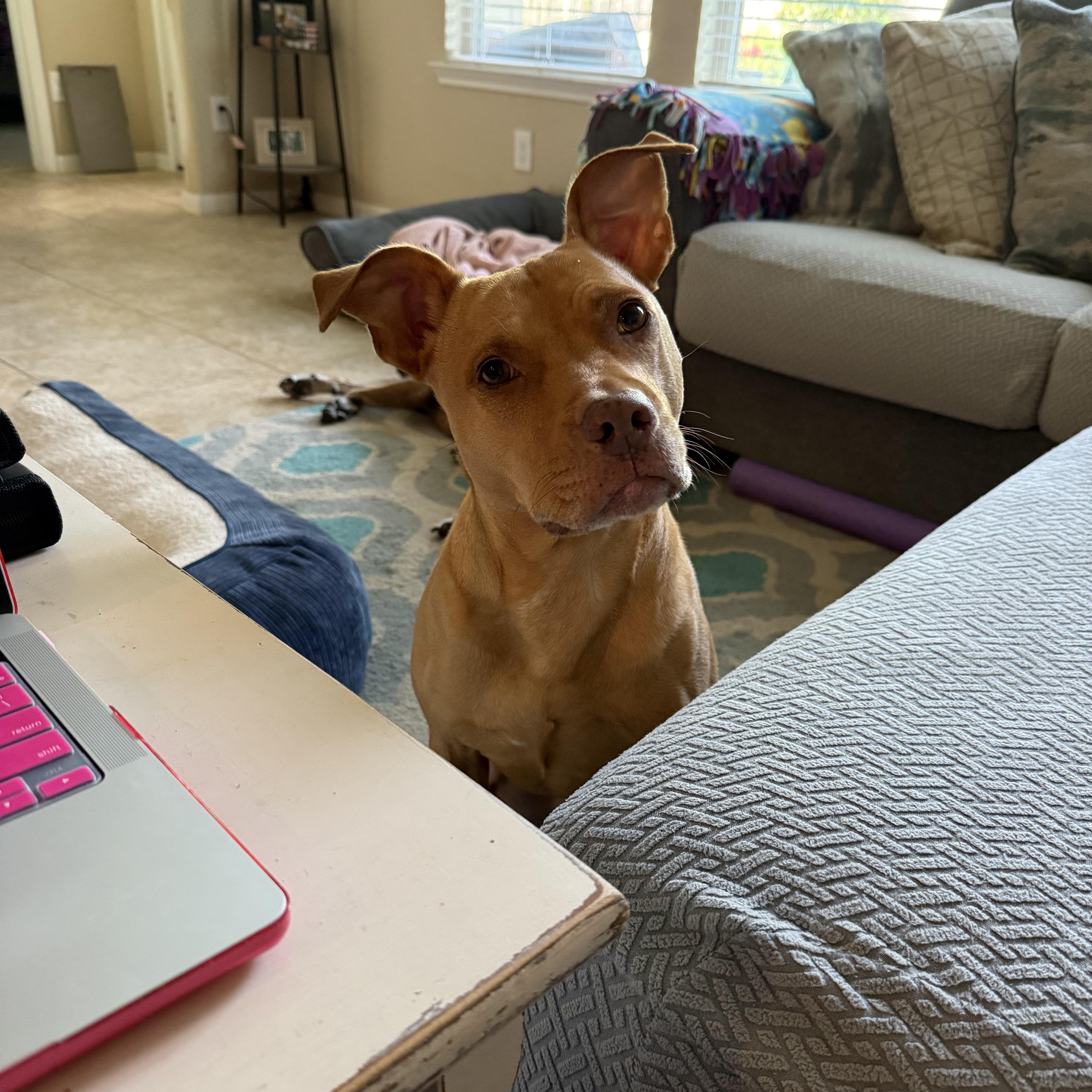Enlarge Gracie, a Adoptable mixed breed in Cypress, TX image 3/5