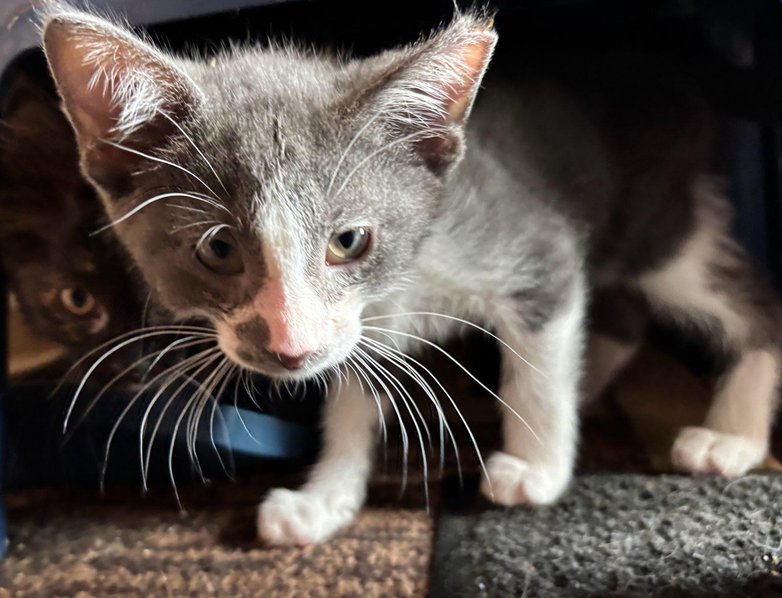 Smokey, a ADOPTABLE Domestic Short Hair in Independence, OH image 1/4