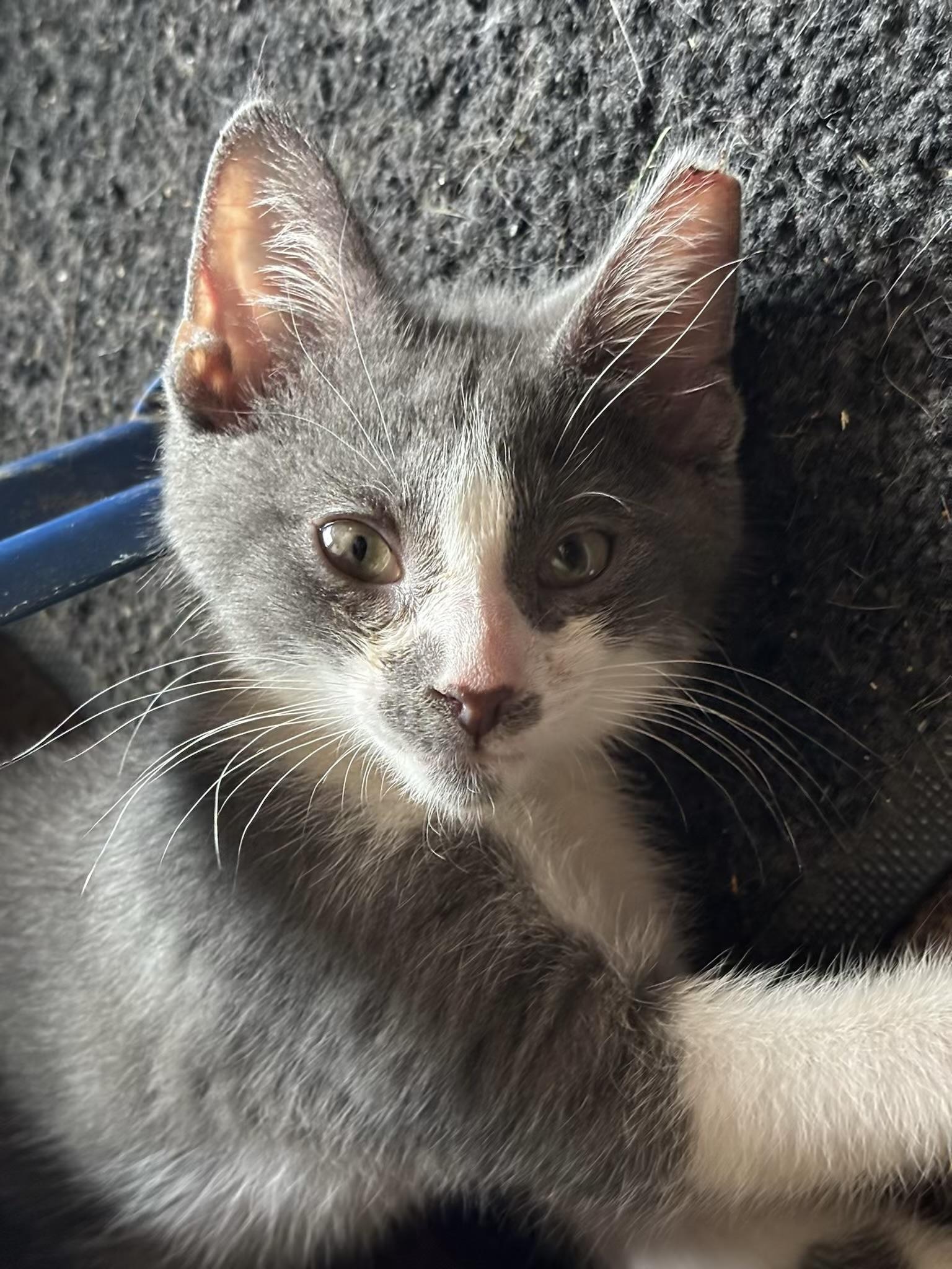 Smokey, a ADOPTABLE Domestic Short Hair in Independence, OH image 2/4
