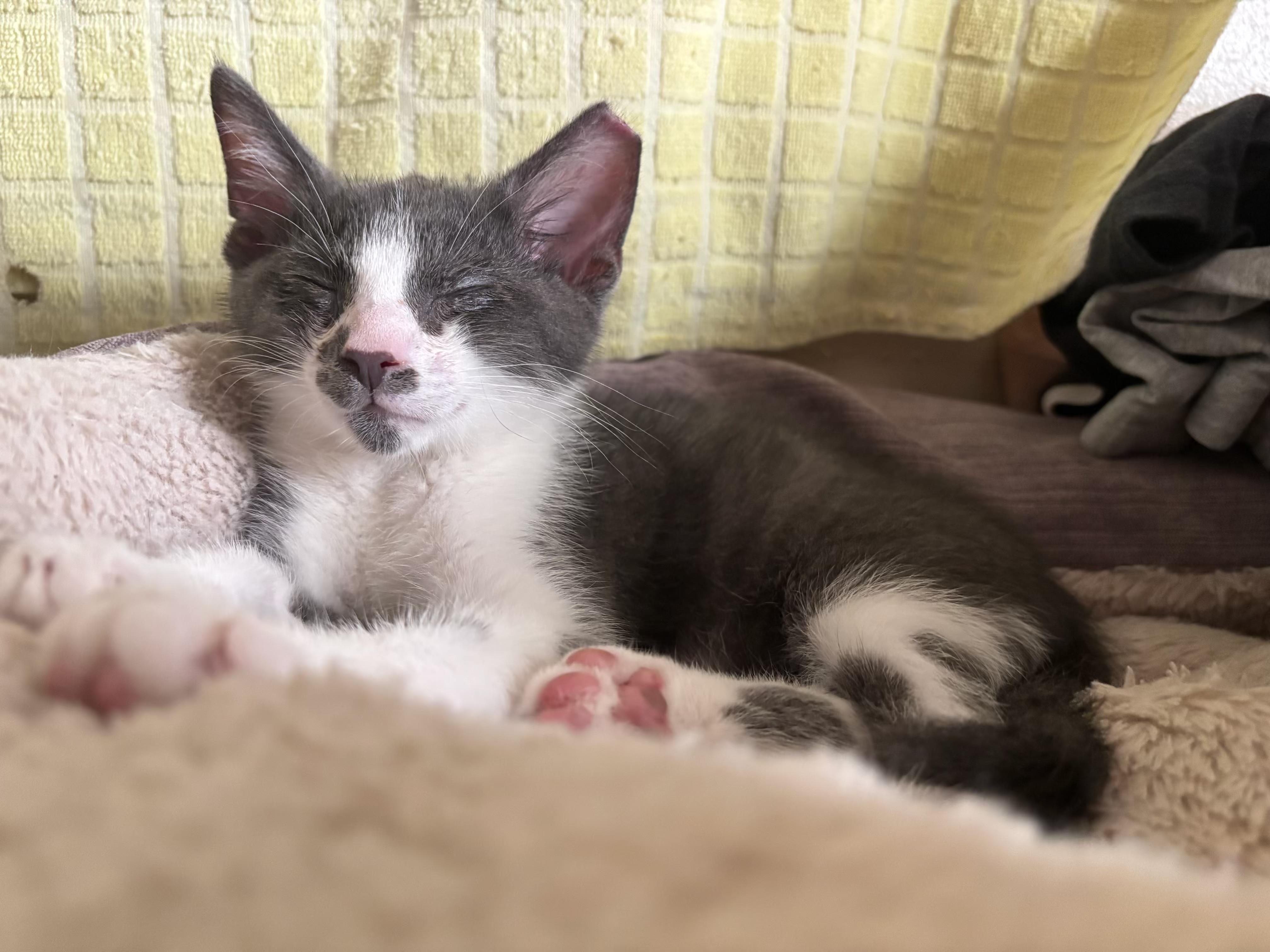 Smokey, a ADOPTABLE Domestic Short Hair in Independence, OH image 3/4
