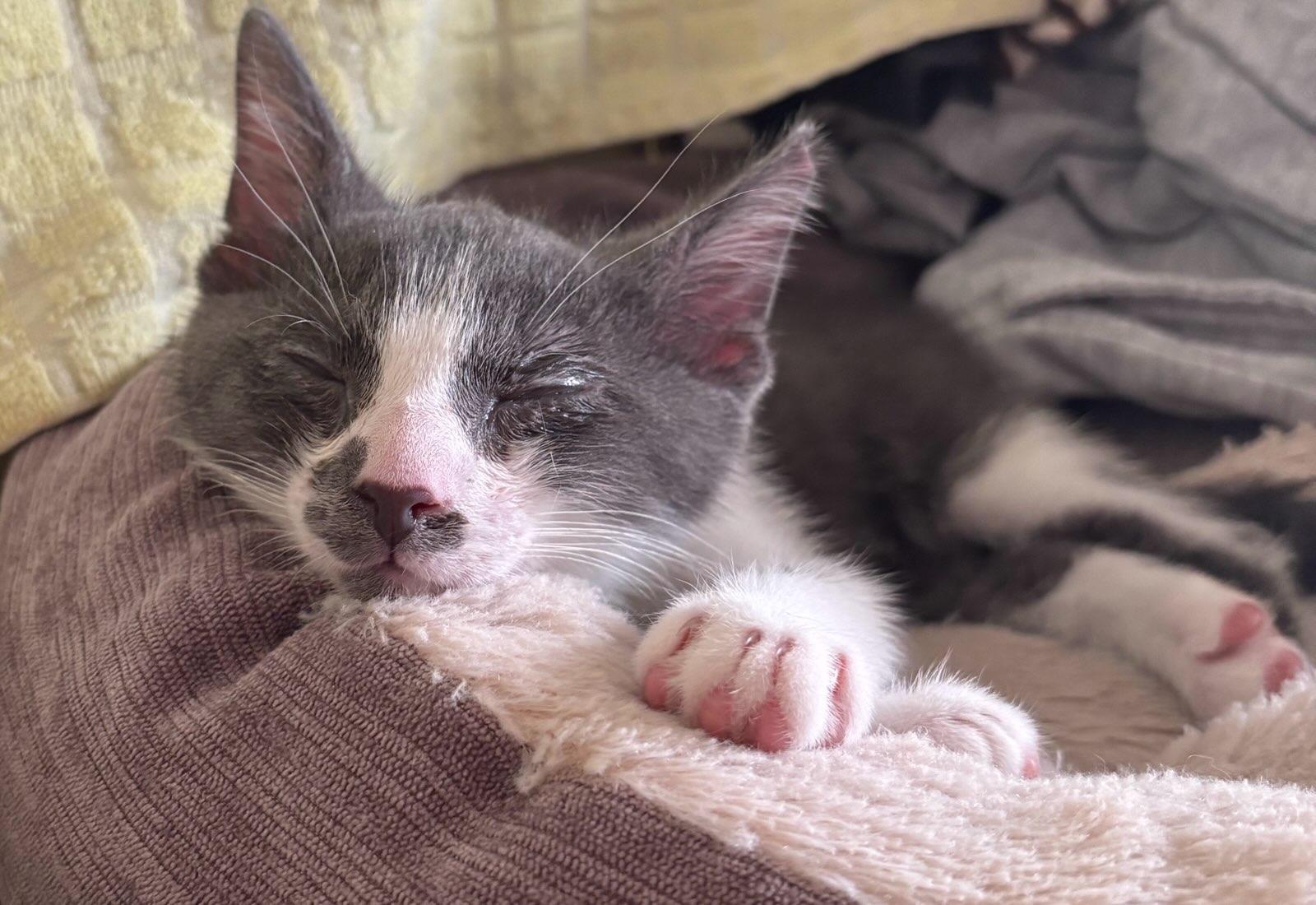 Smokey, a ADOPTABLE Domestic Short Hair in Independence, OH image 4/4