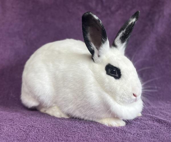 Denise, Adoptable, Adult Female Hotot.