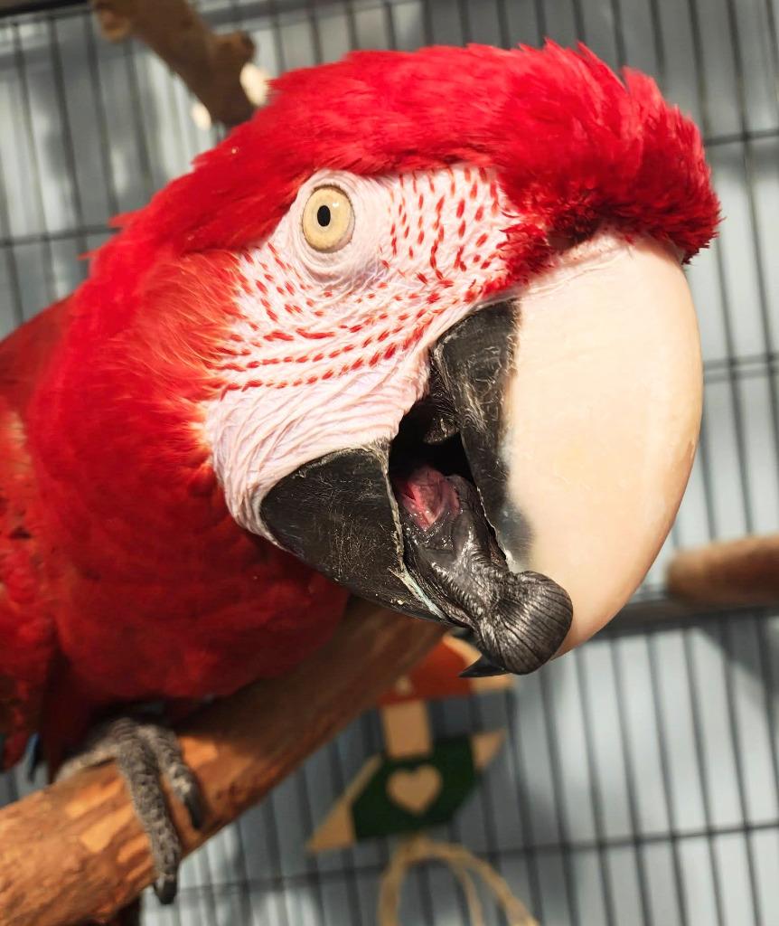 Rico, a Adoptable Macaw in Ballwin, MO image 1/6