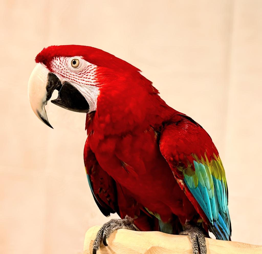 Rico, a Adoptable Macaw in Ballwin, MO image 3/6