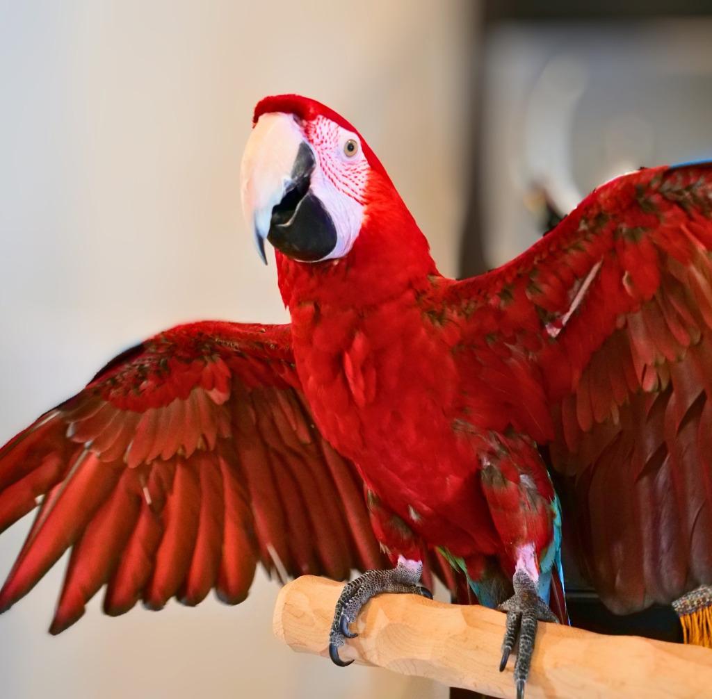 Rico, a Adoptable Macaw in Ballwin, MO image 3/6