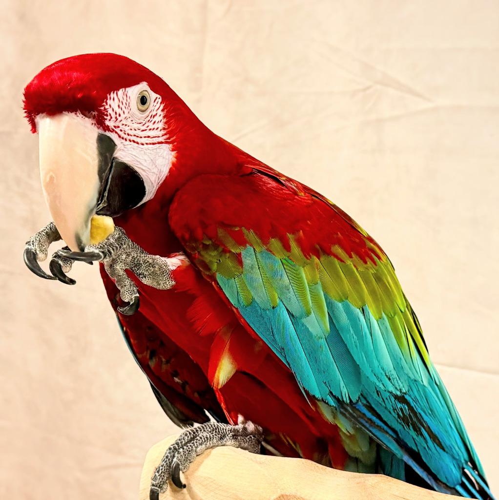 Rico, a Adoptable Macaw in Ballwin, MO image 4/6