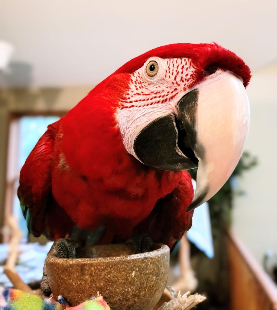 Rico, a Adoptable Macaw in Ballwin, MO image 5/6