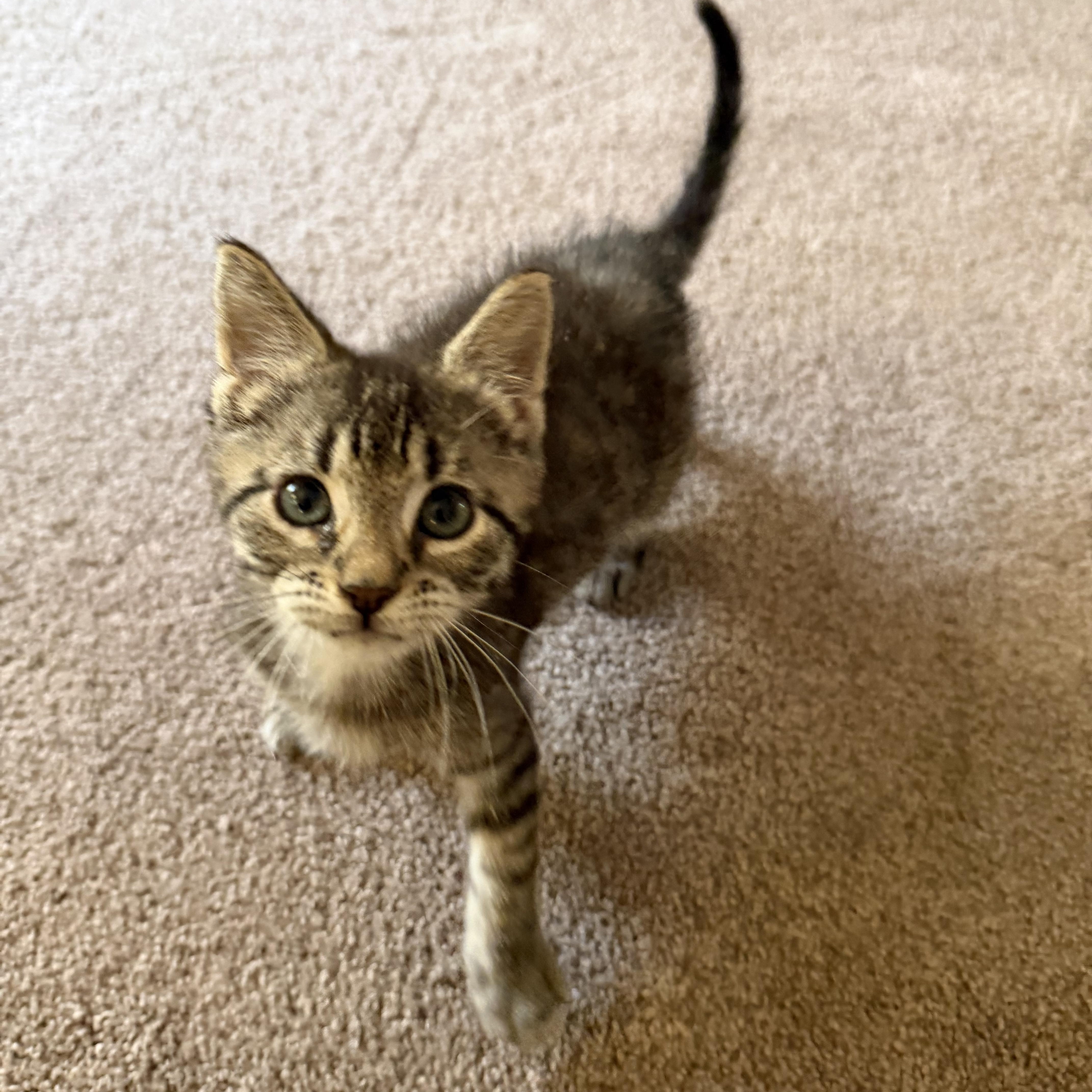 Enlarge Moose, a Adopted Domestic Short Hair in Lacona, NY image 3/6