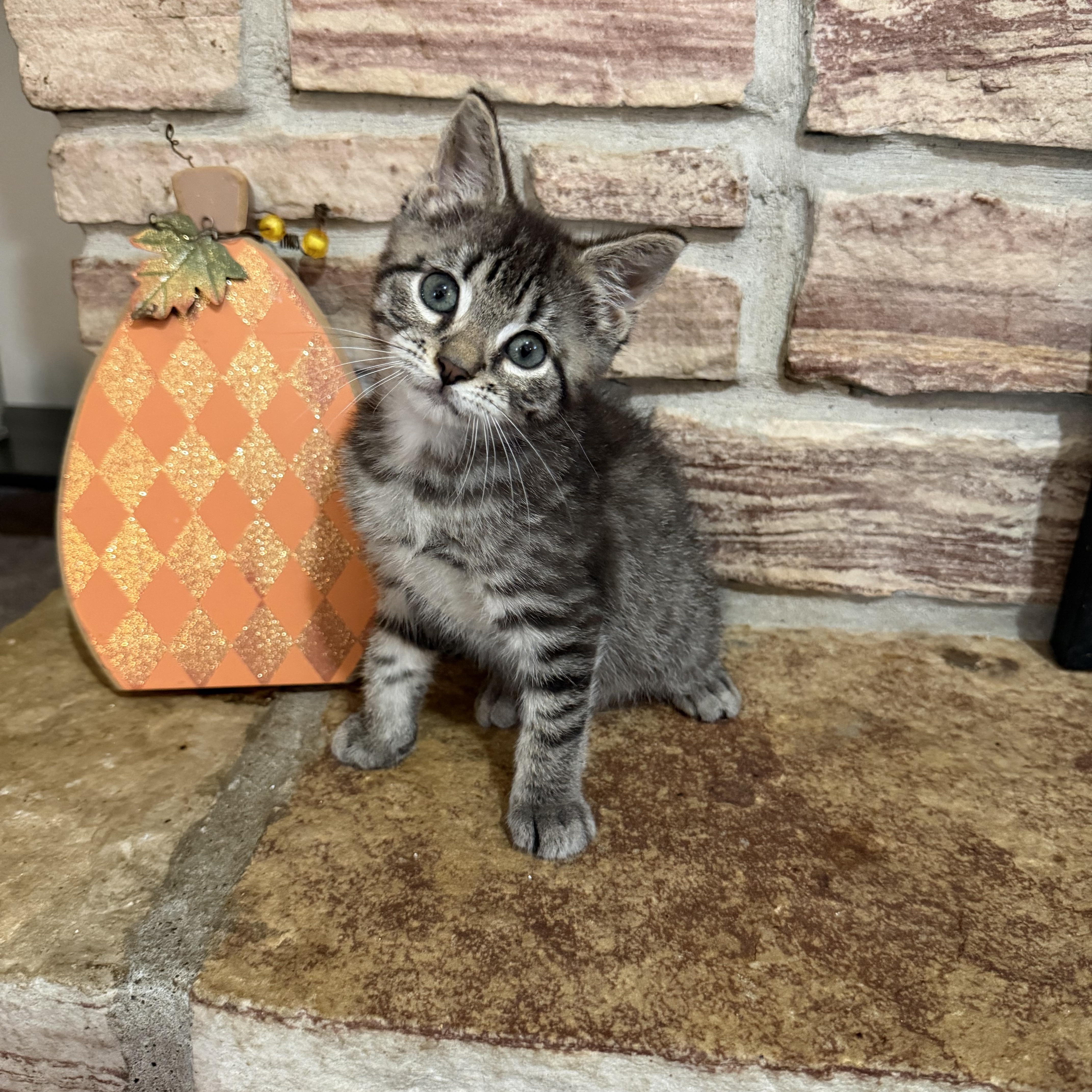 Enlarge Moose, a Adopted Domestic Short Hair in Lacona, NY image 6/6