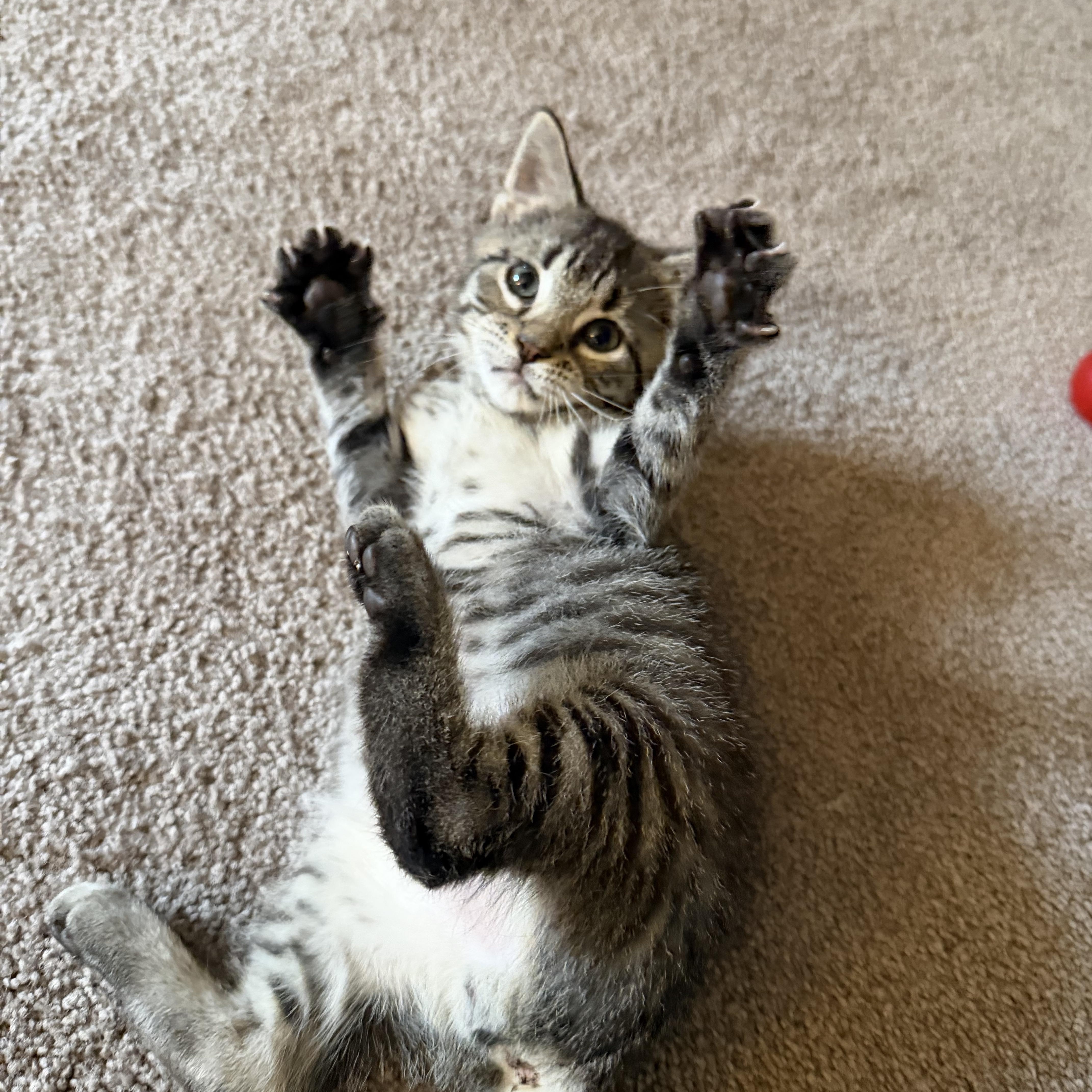 Enlarge Moose, a Adopted Domestic Short Hair in Lacona, NY image 2/6