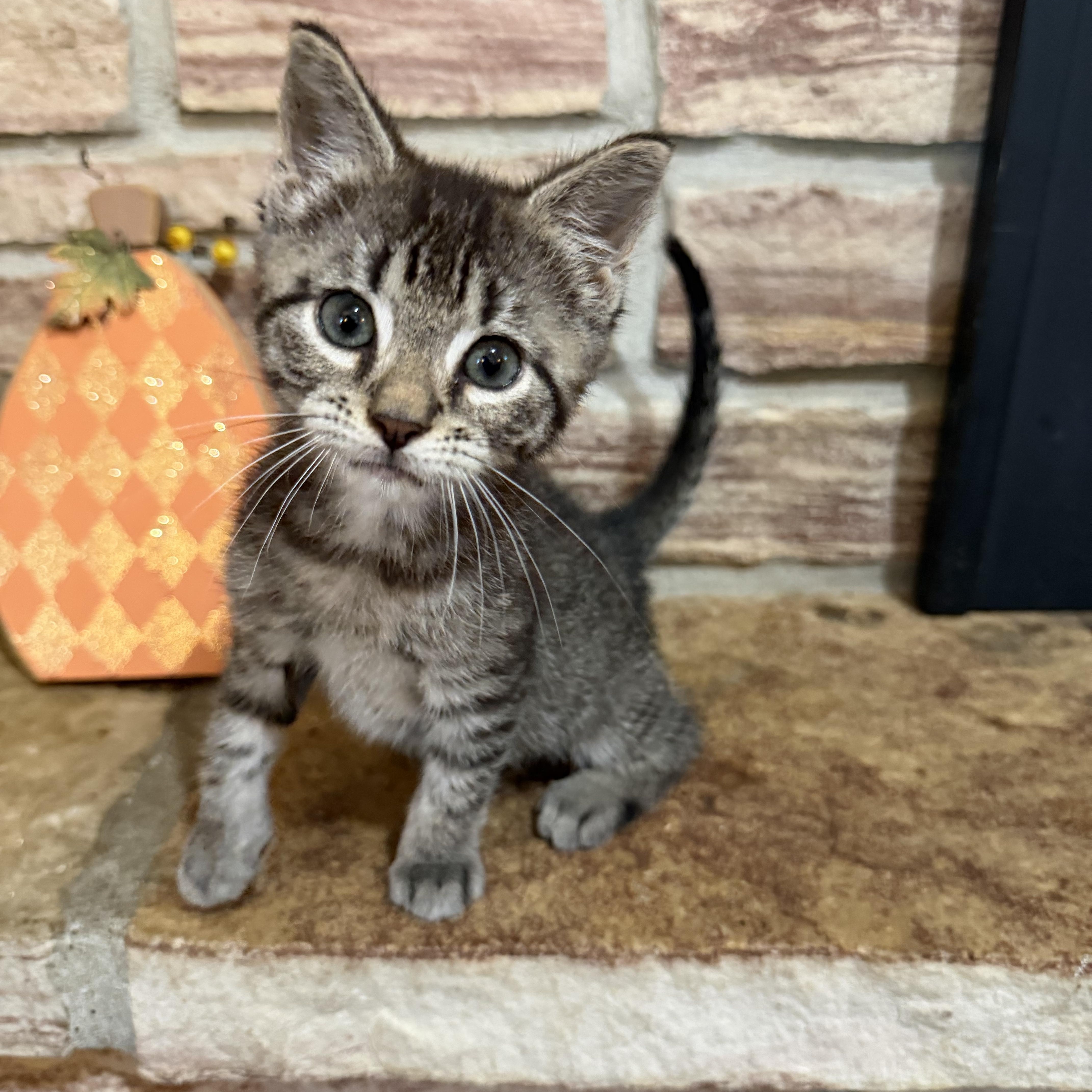 Moose, Adopted, Kitten Male Domestic Short Hair.