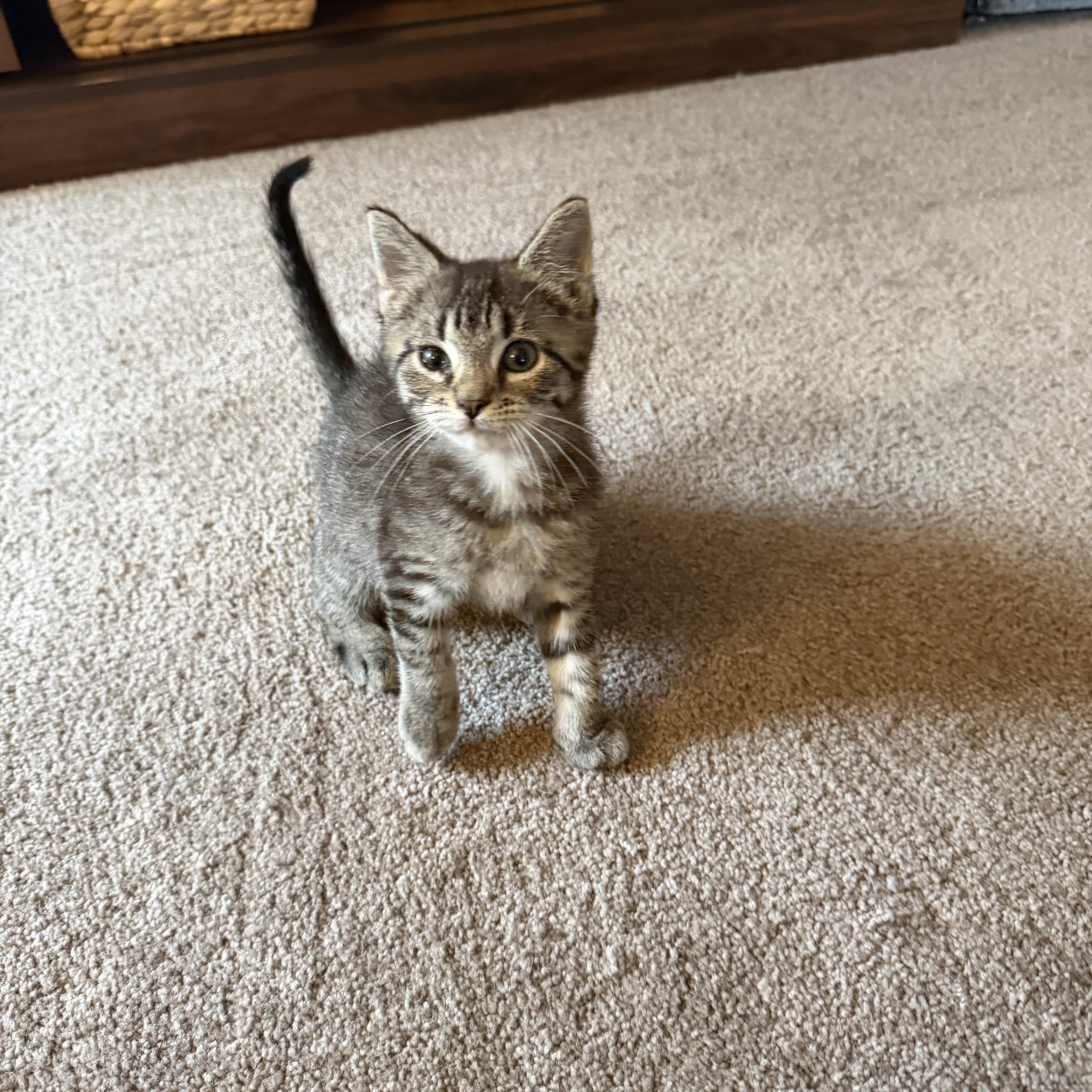 Enlarge Moose, a Adopted Domestic Short Hair in Lacona, NY image 5/6
