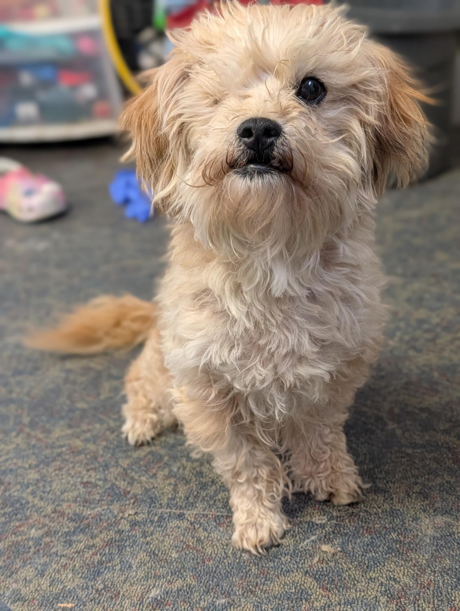Enlarge Cheddar, an adopted Schnoodle in Blytheville, AR image 2/2