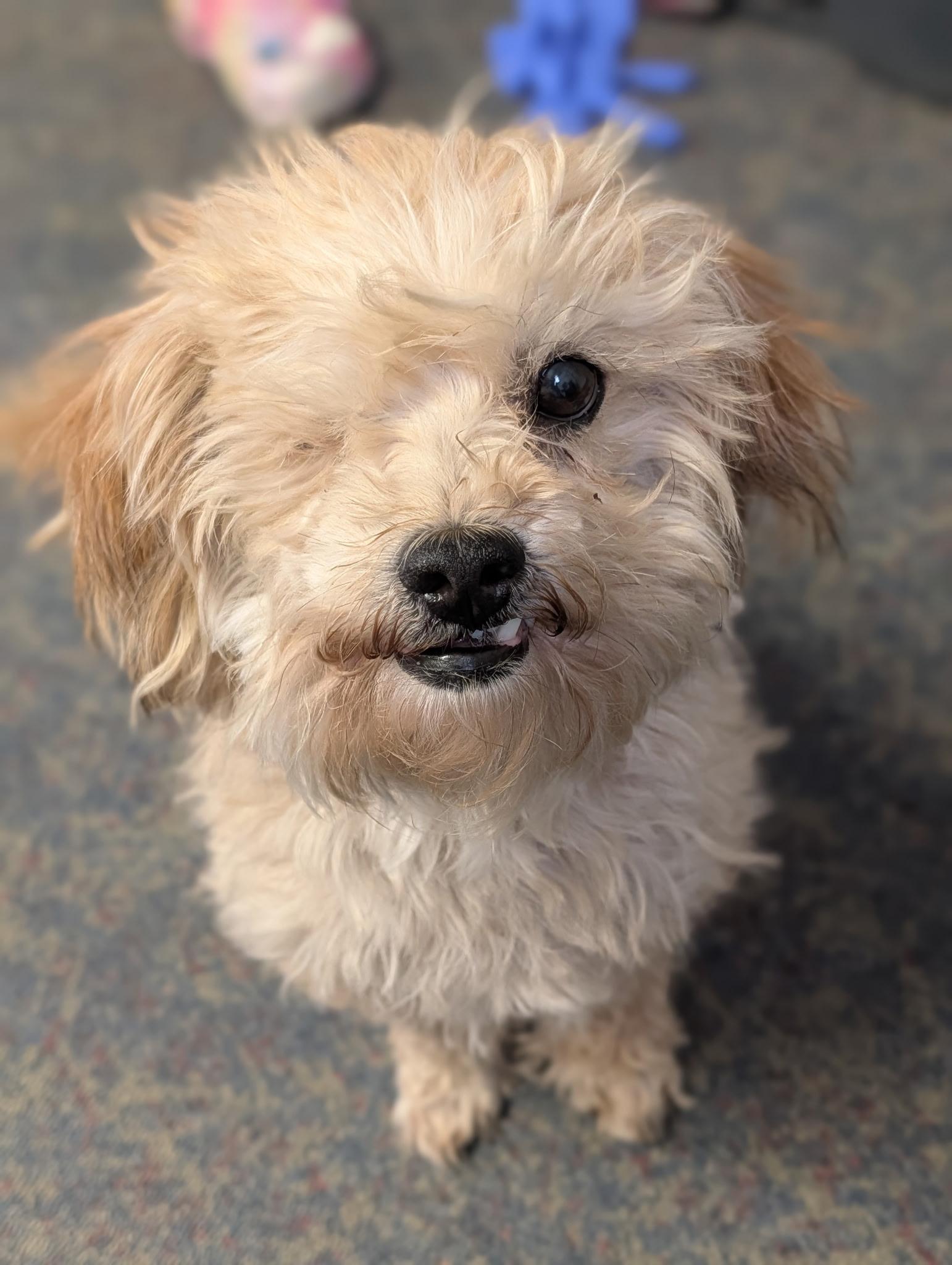 Cheddar, adopted, Adult Male Schnoodle.