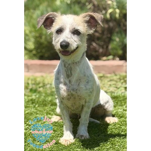 Stevie Nicks, adopted, Young Female Terrier.