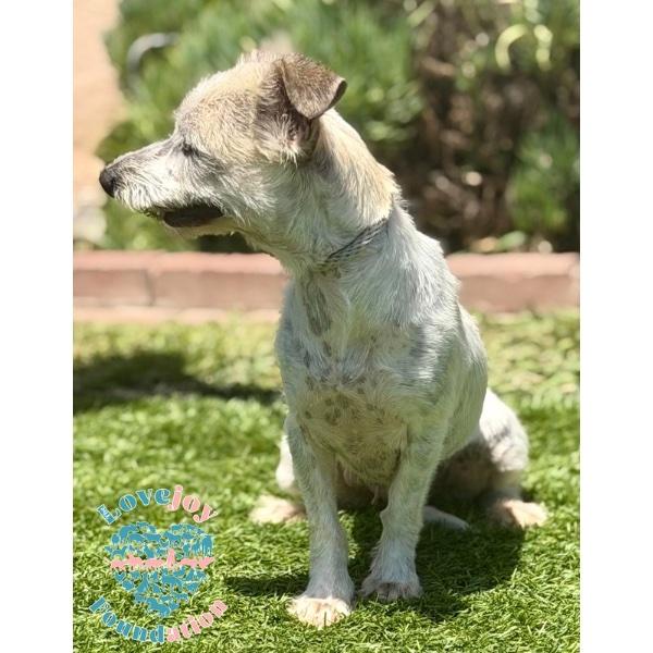 Stevie Nicks, an adopted mixed breed in Inglewood, CA image 2/2