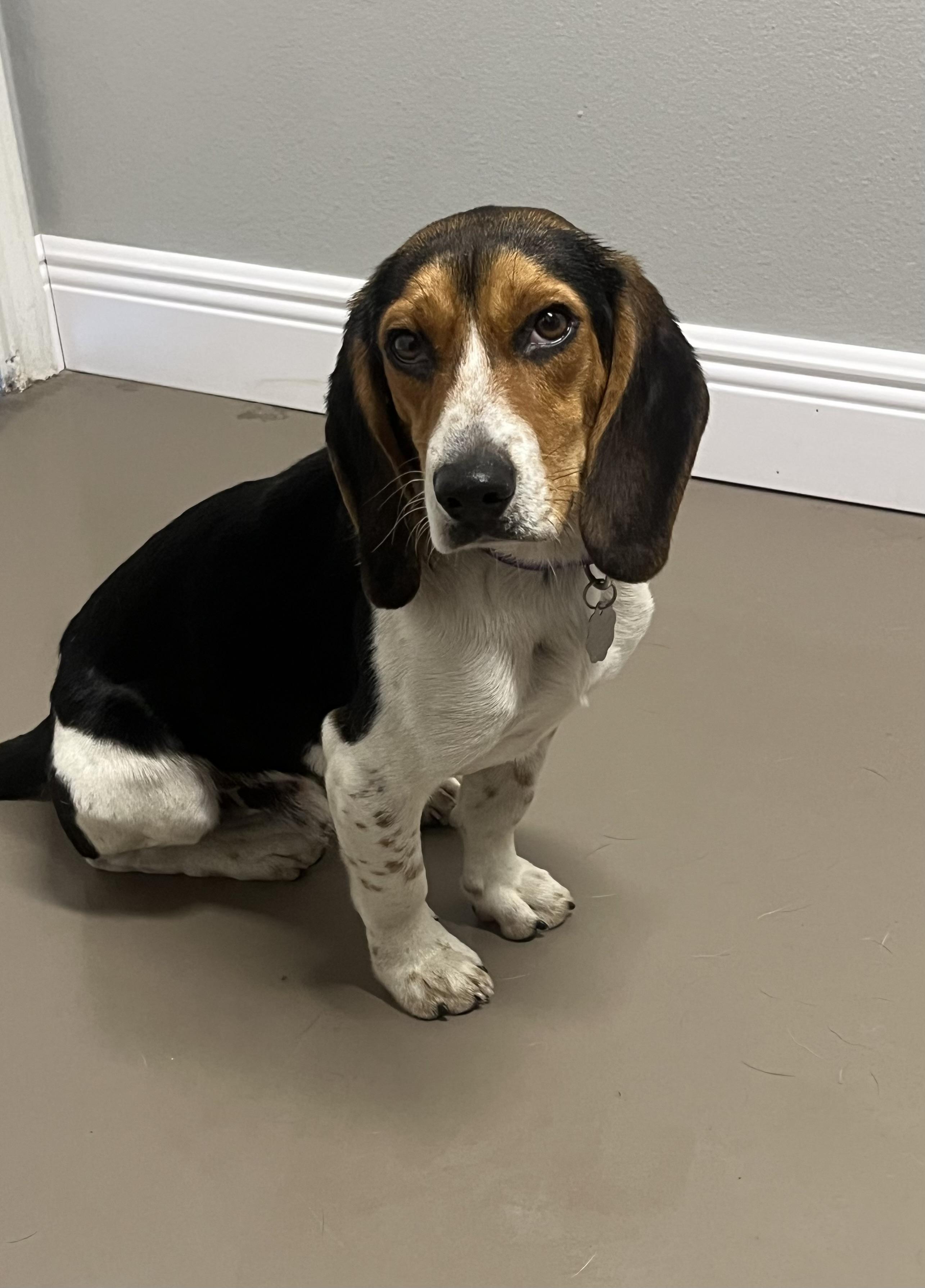 Enlarge Dale, a ADOPTABLE Beagle in Prairieville, LA image 3/6