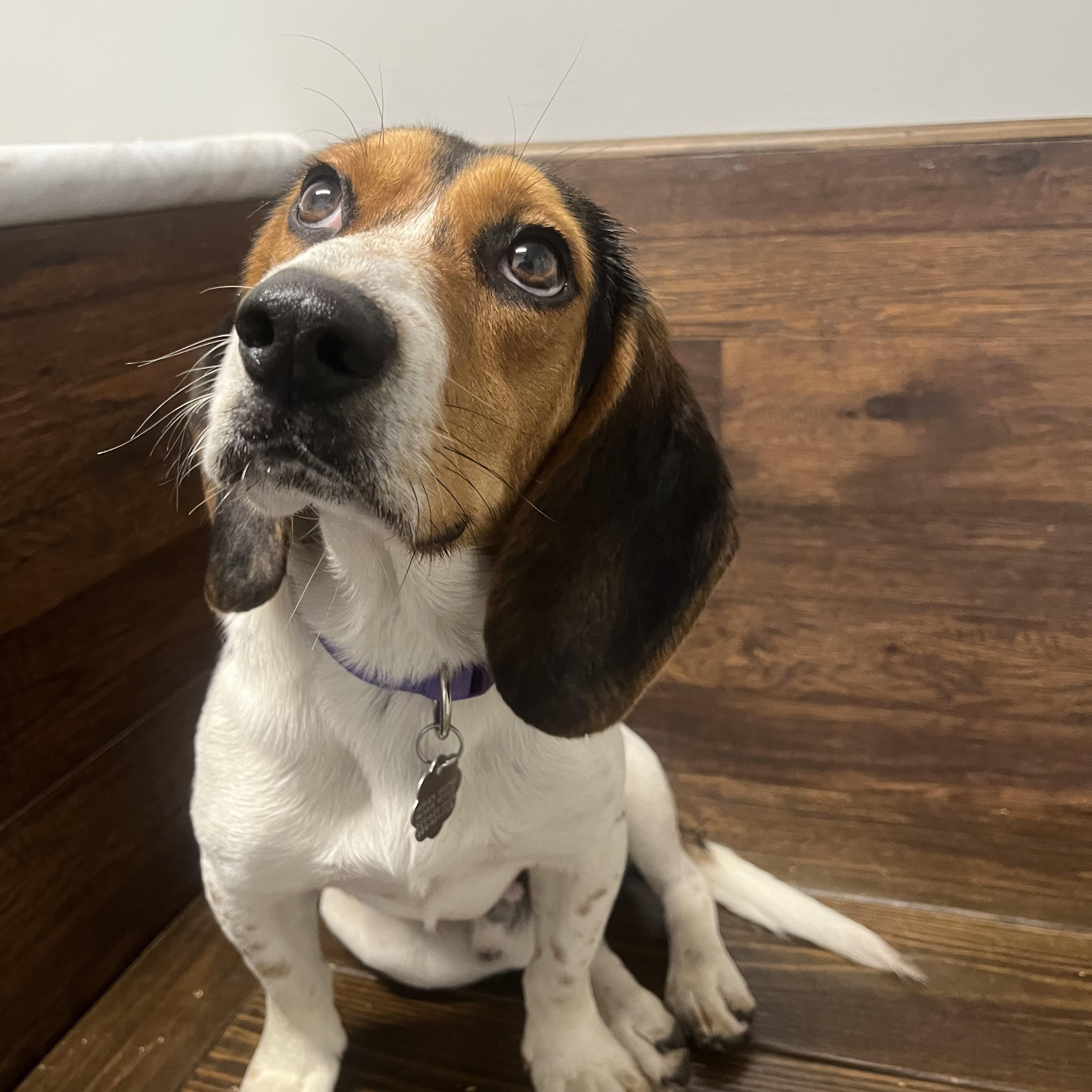 Enlarge Dale, a ADOPTABLE Beagle in Prairieville, LA image 1/6