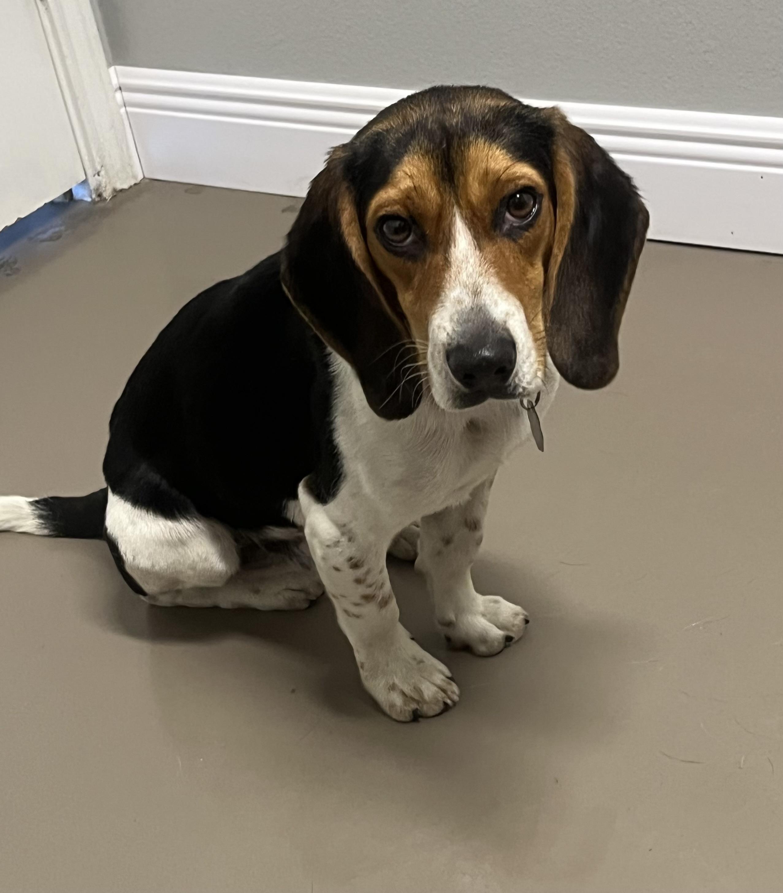 Enlarge Dale, a ADOPTABLE Beagle in Prairieville, LA image 6/6