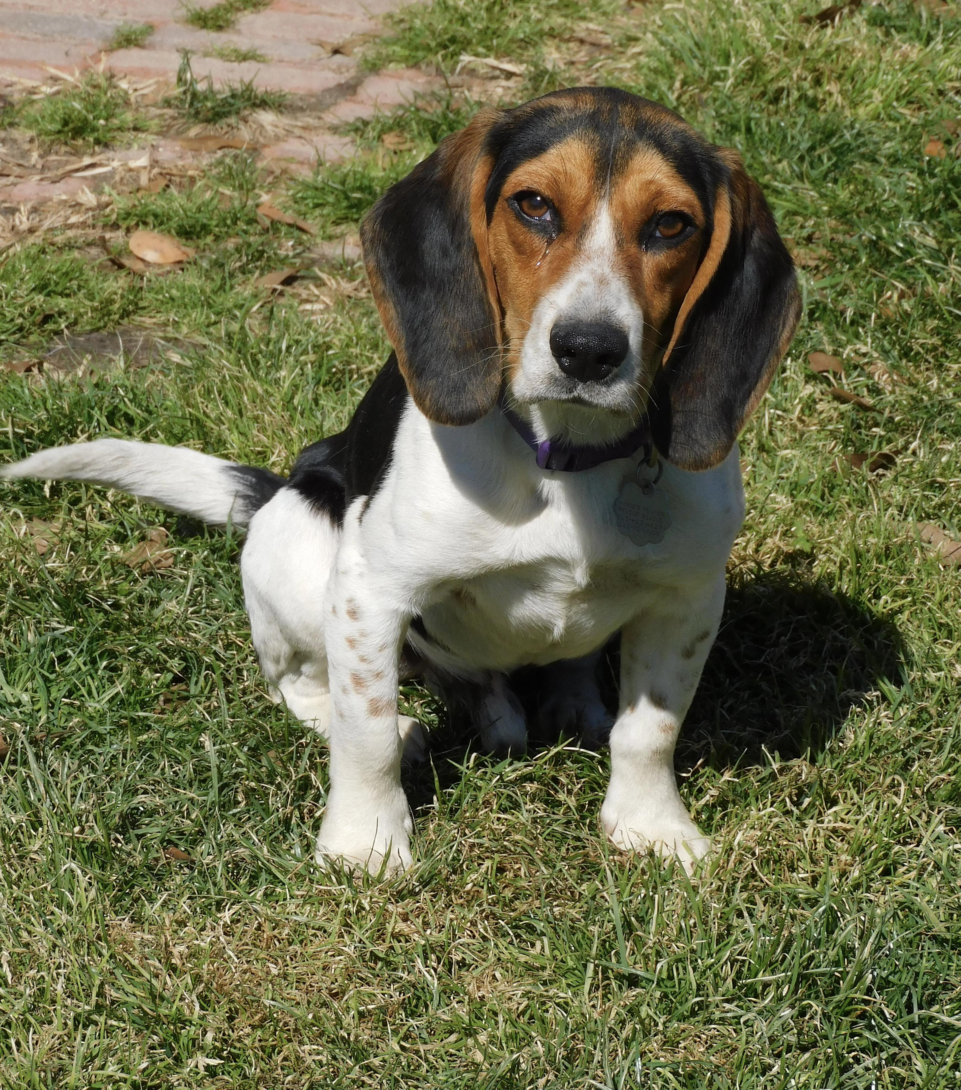 Enlarge Dale, an adopted Beagle in Prairieville, LA image 6/6