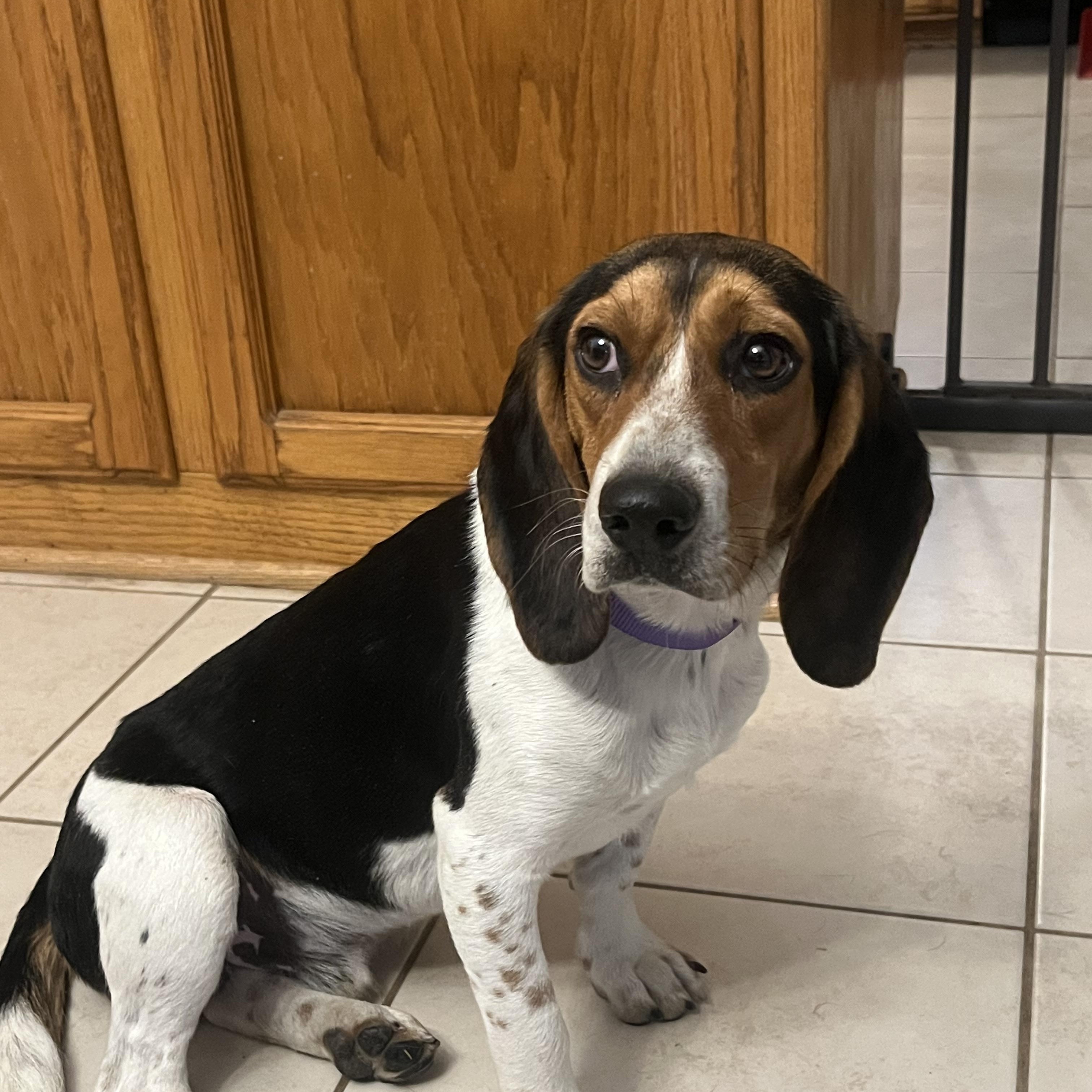 Enlarge Dale, a ADOPTABLE Beagle in Prairieville, LA image 2/6