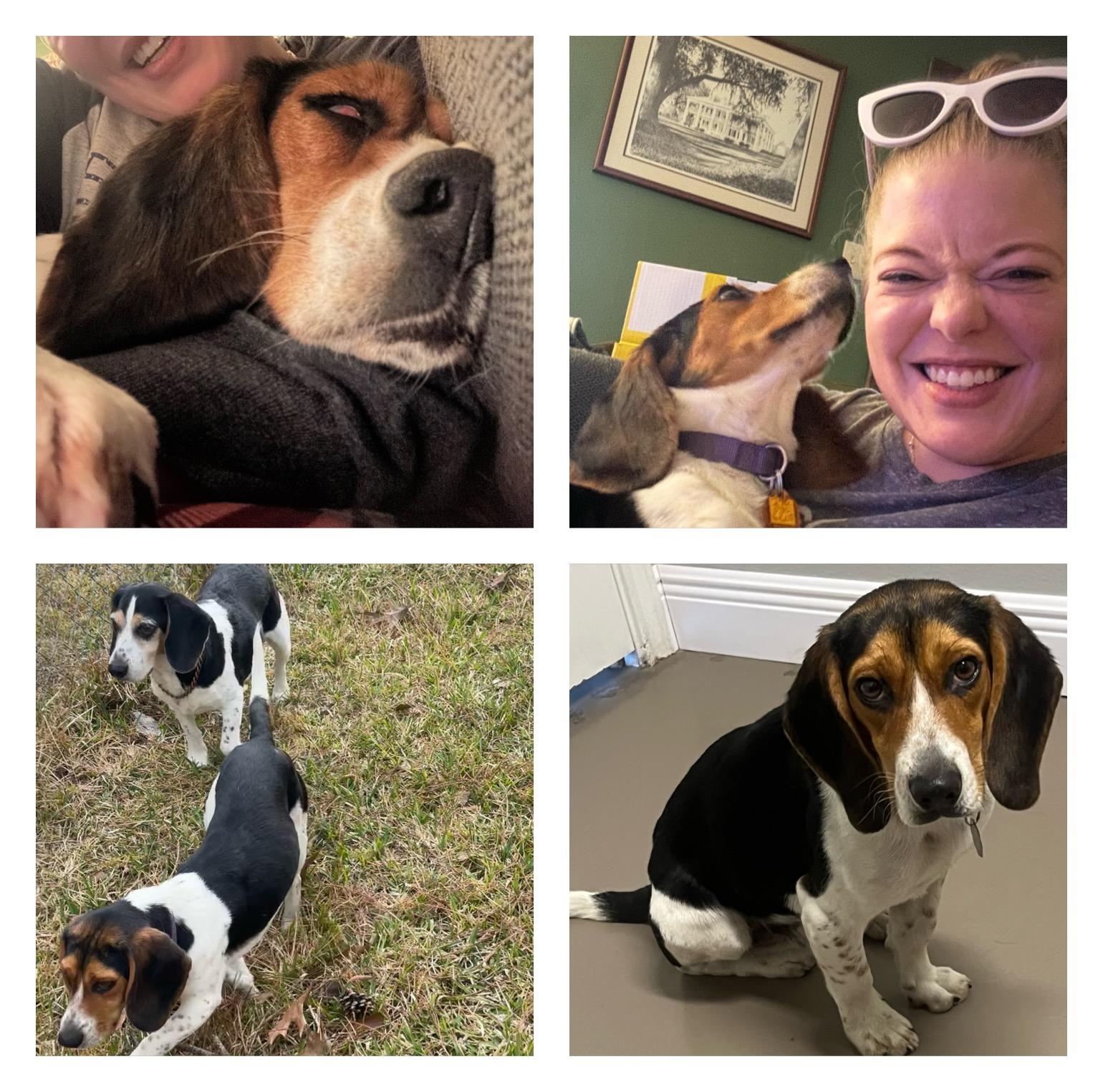 Enlarge Dale, an adopted Beagle in Prairieville, LA image 1/6
