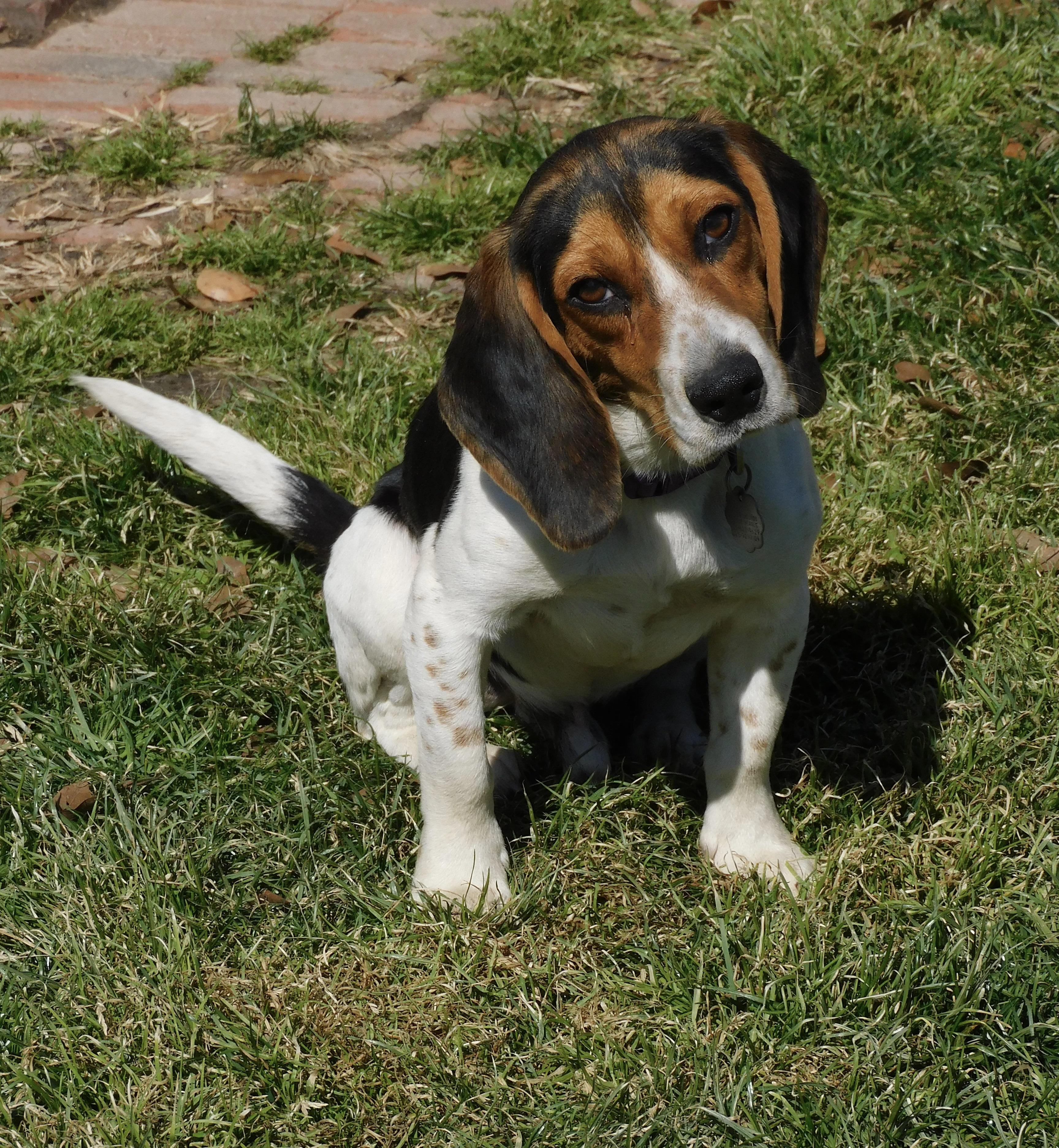 Dale, ADOPTABLE, Adult Male Beagle.