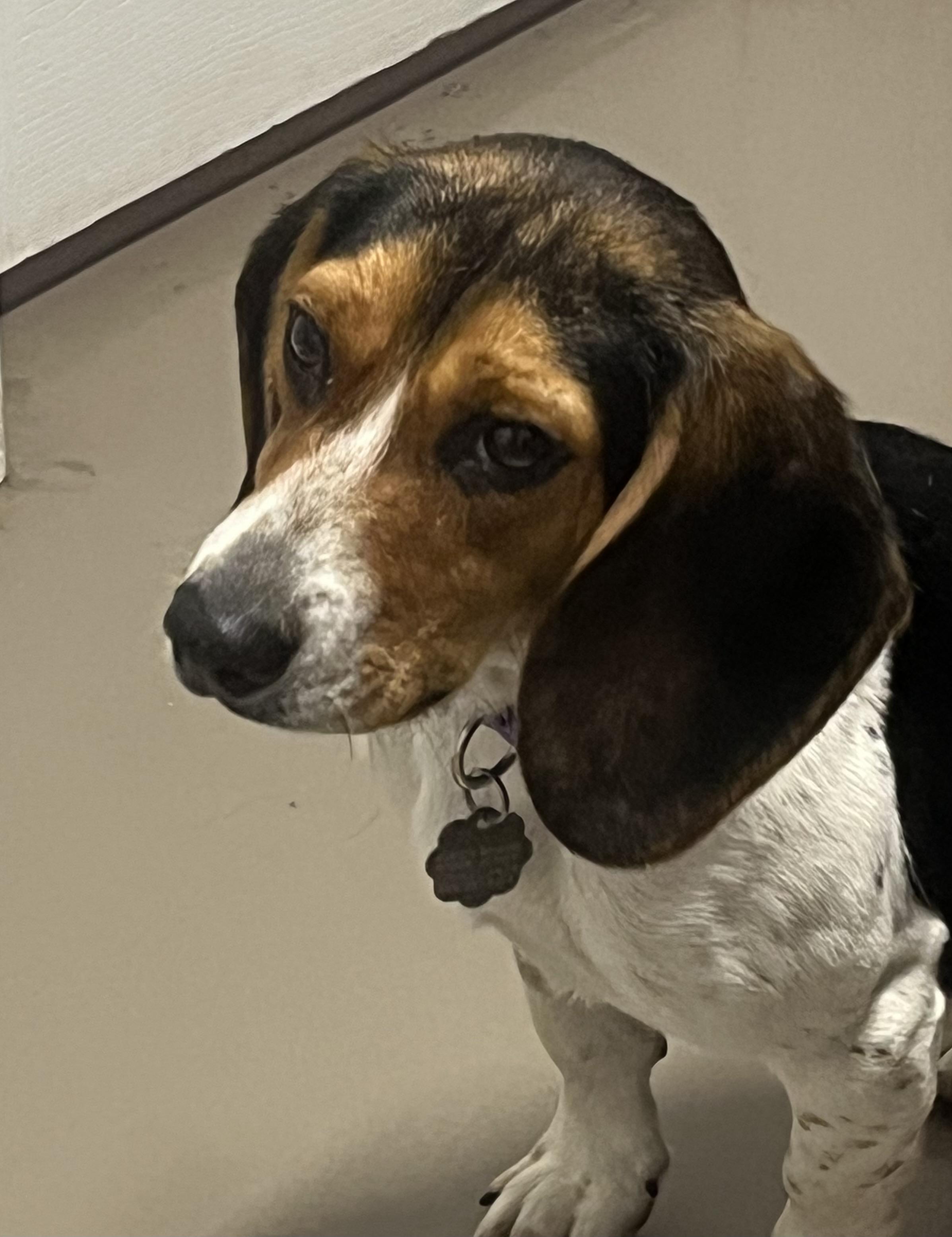 Enlarge Dale, a ADOPTABLE Beagle in Prairieville, LA image 5/6