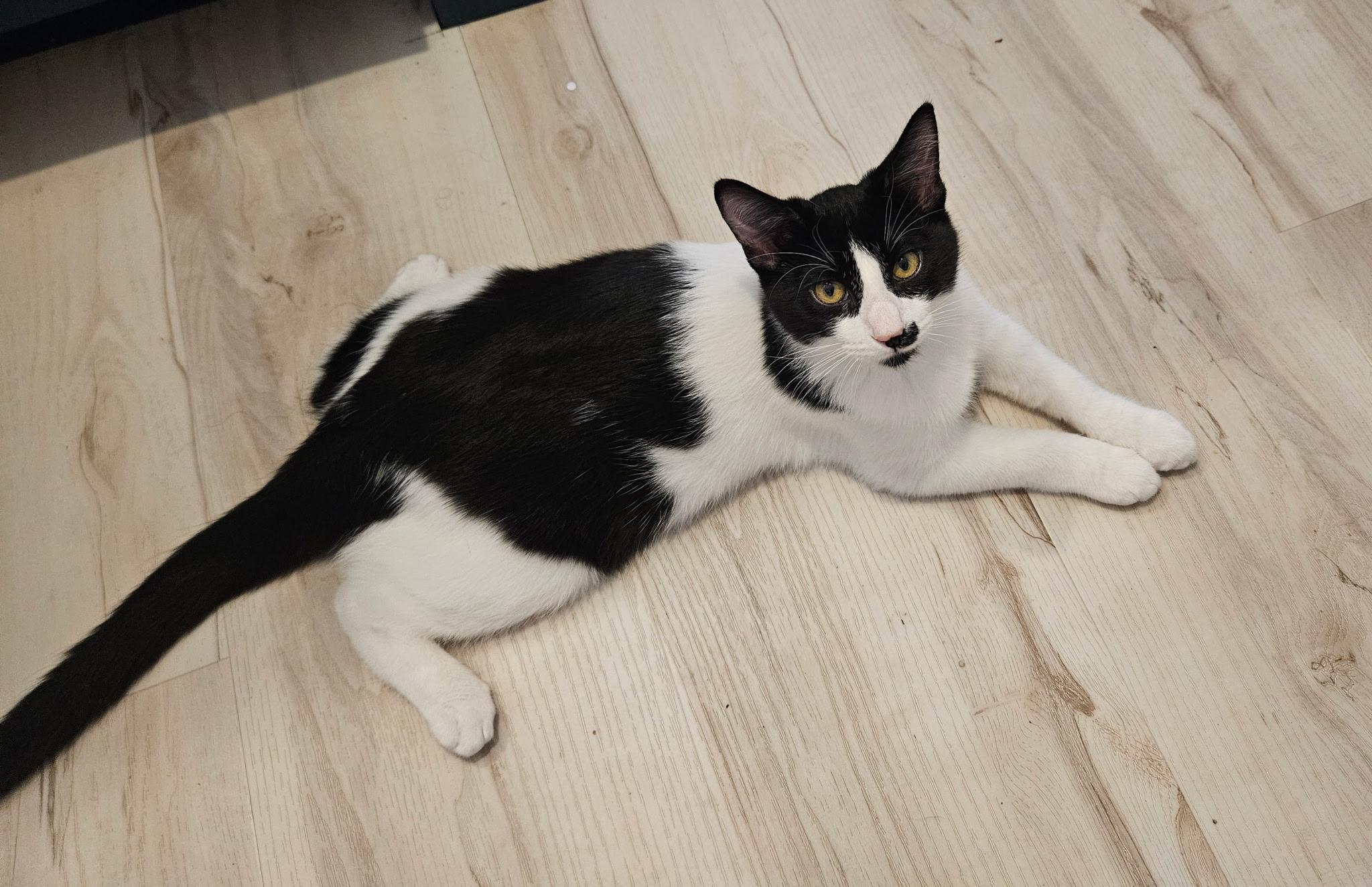 Scavenger, Adoptable, Kitten Male Domestic Short Hair.