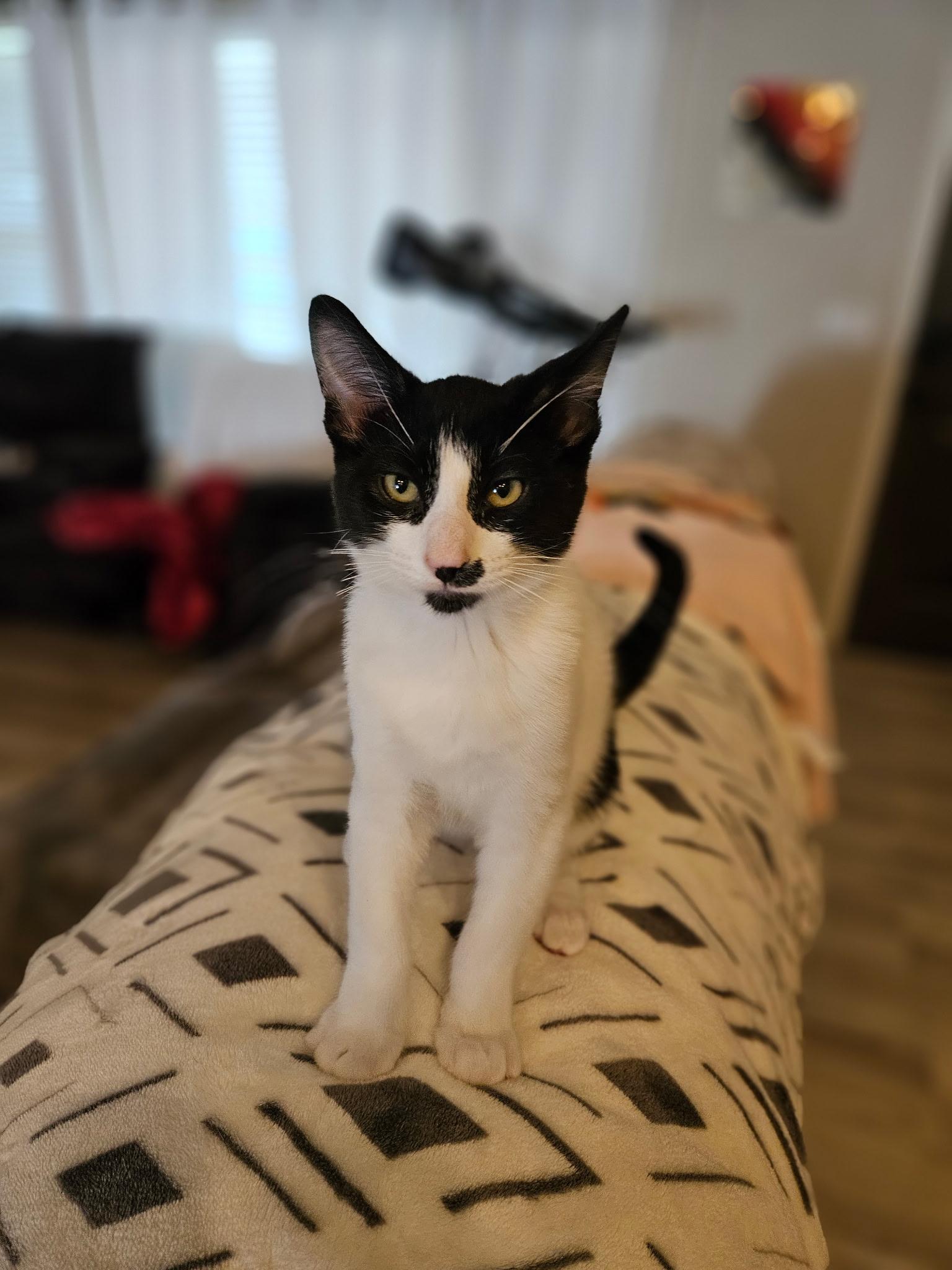 Enlarge Scavenger, a Adoptable Domestic Short Hair in Twin Falls, ID image 2/4