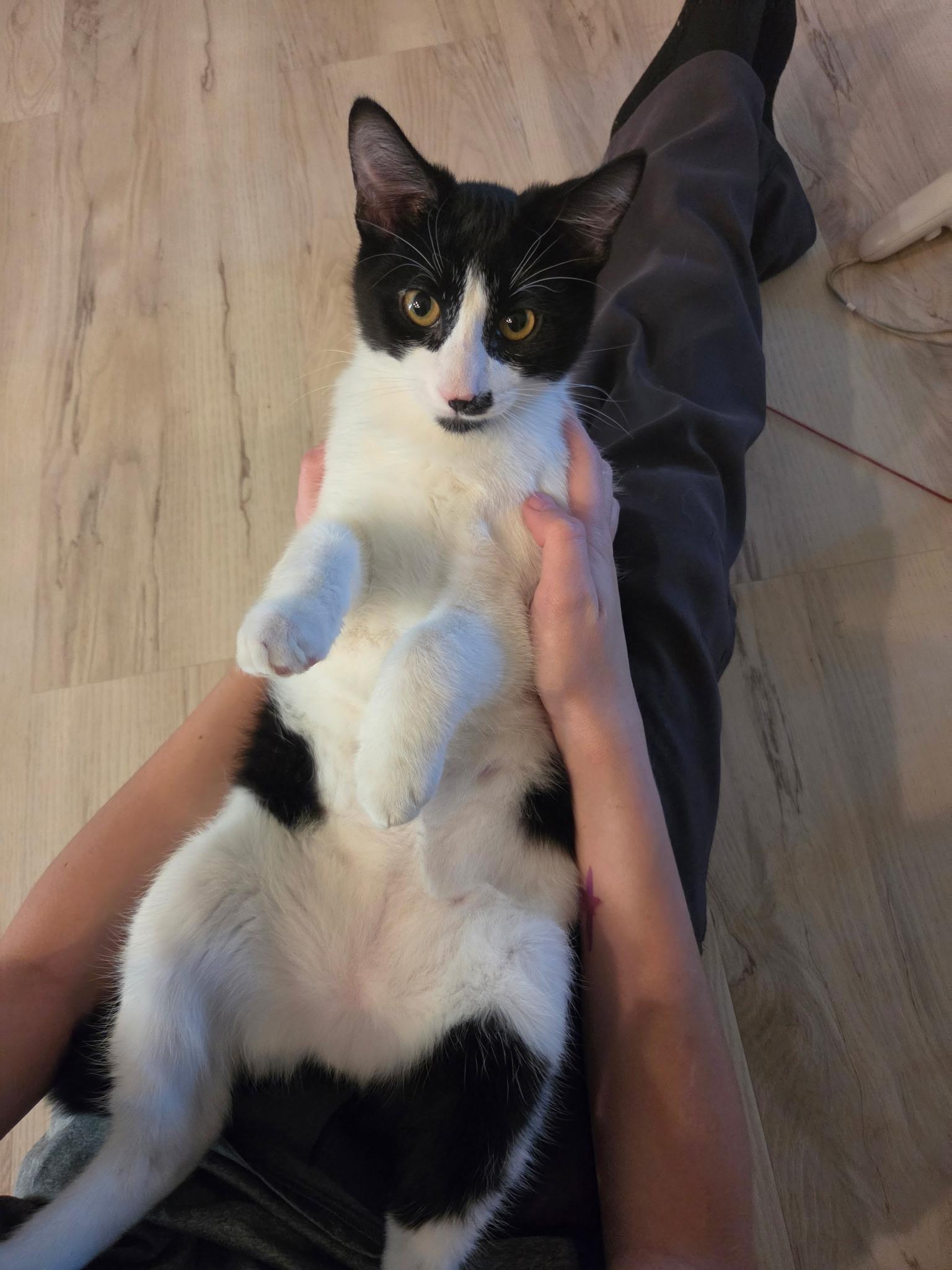 Enlarge Scavenger, a Adoptable Domestic Short Hair in Twin Falls, ID image 3/4
