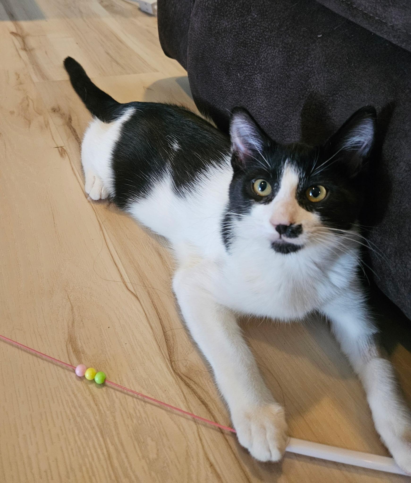 Enlarge Scavenger, a Adoptable Domestic Short Hair in Twin Falls, ID image 4/4