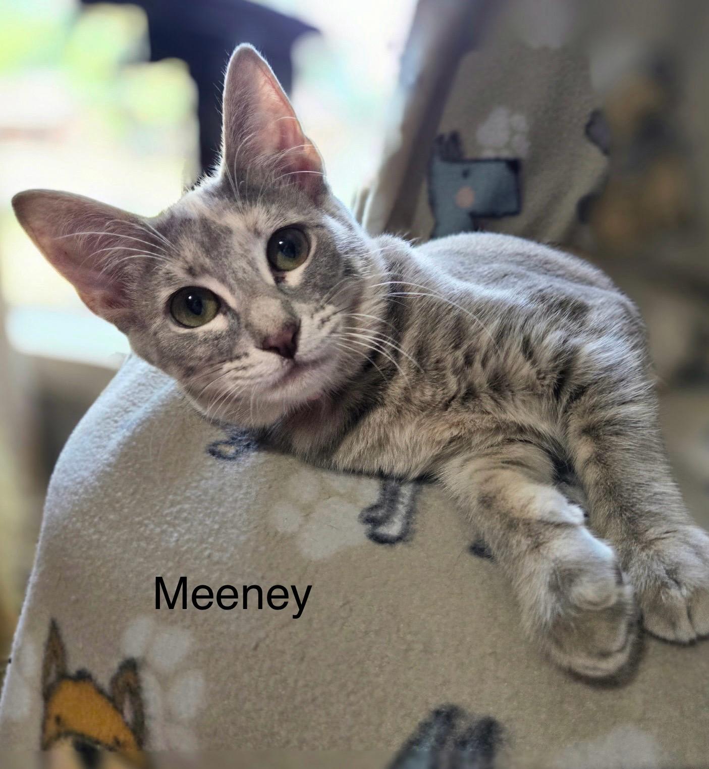 Meeney, an adoptable Domestic Short Hair in Tuttle, OK, 73089 | Photo Image 1