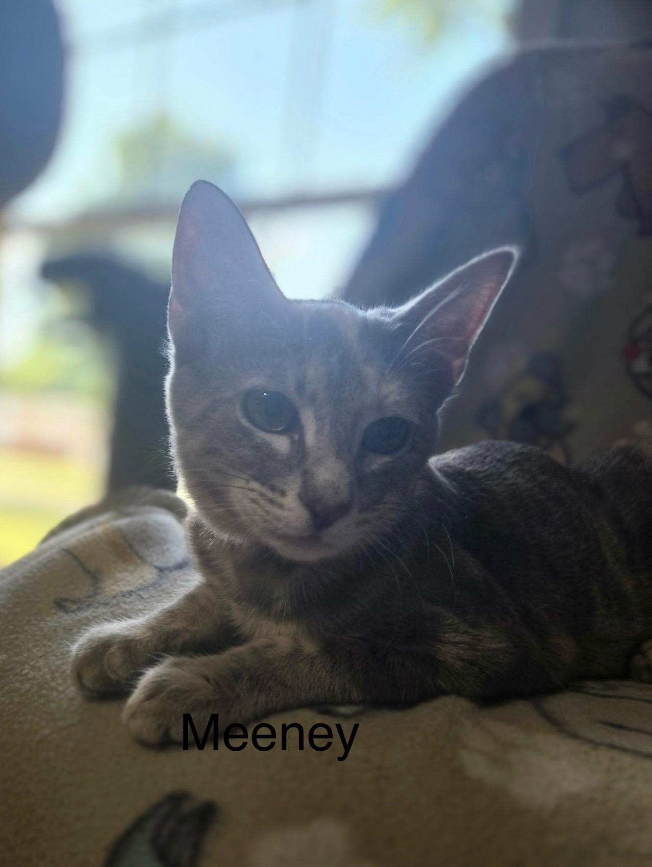 Meeney, an adoptable Domestic Short Hair in Tuttle, OK, 73089 | Photo Image 3