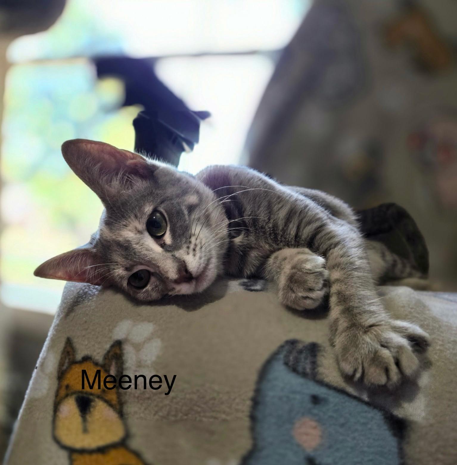 Meeney, an adoptable Domestic Short Hair in Tuttle, OK, 73089 | Photo Image 2