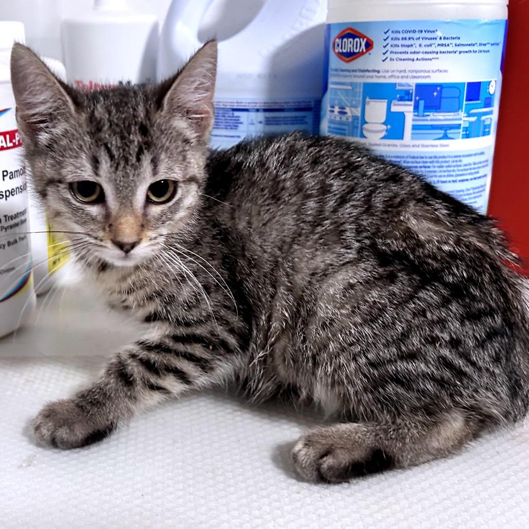 Enlarge Lizzie, a Adoptable Domestic Short Hair in Fredericksburg, VA image 1/2