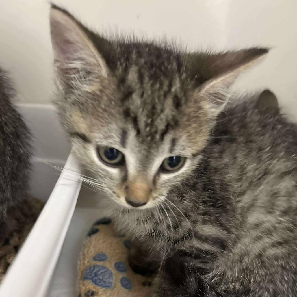 Enlarge Lizzie, a Adoptable Domestic Short Hair in Fredericksburg, VA image 2/2