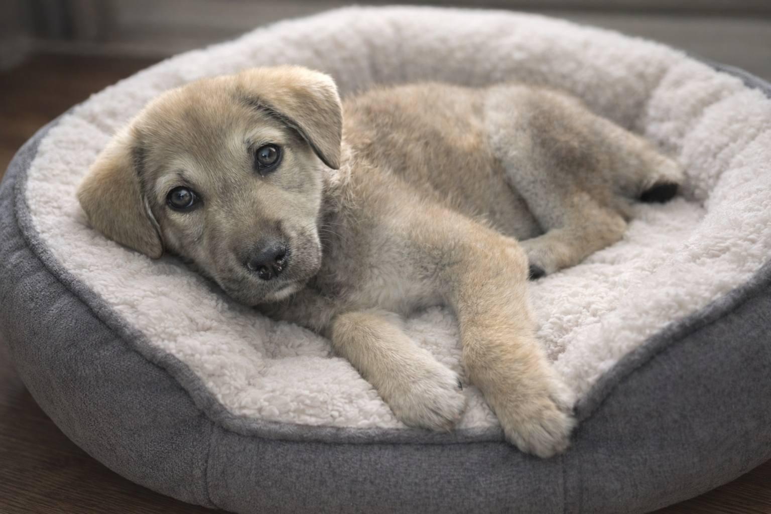 Alexa, Adoptable, Puppy Female Anatolian Shepherd.
