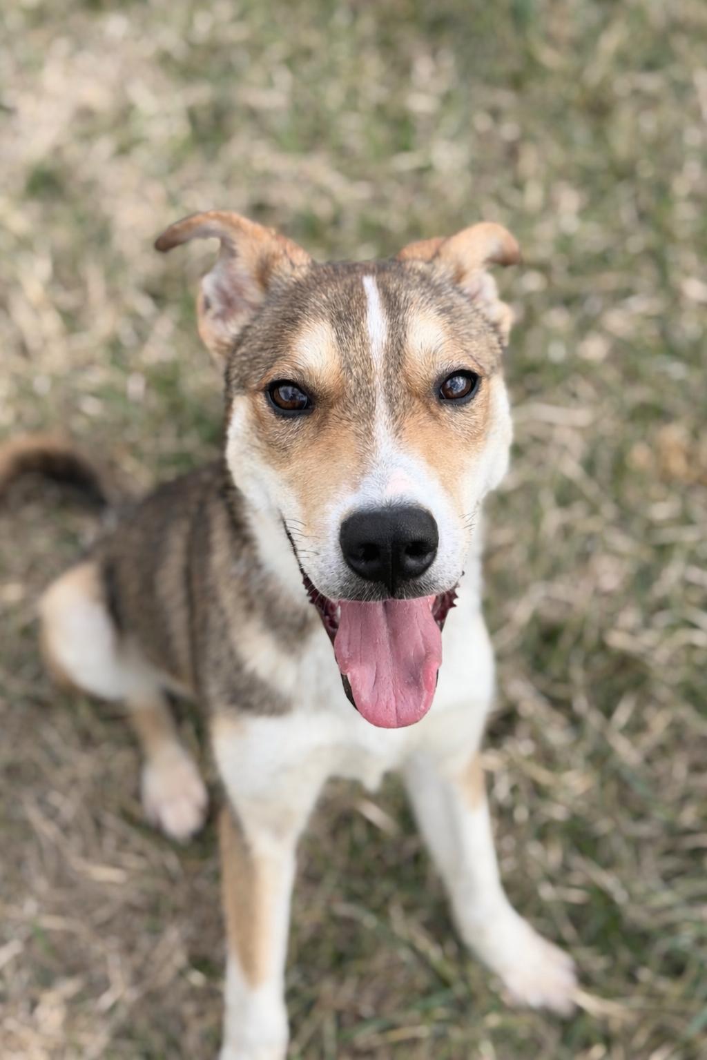 Enlarge Jackson, an adopted mixed breed in Lebanon, TN image 1/6