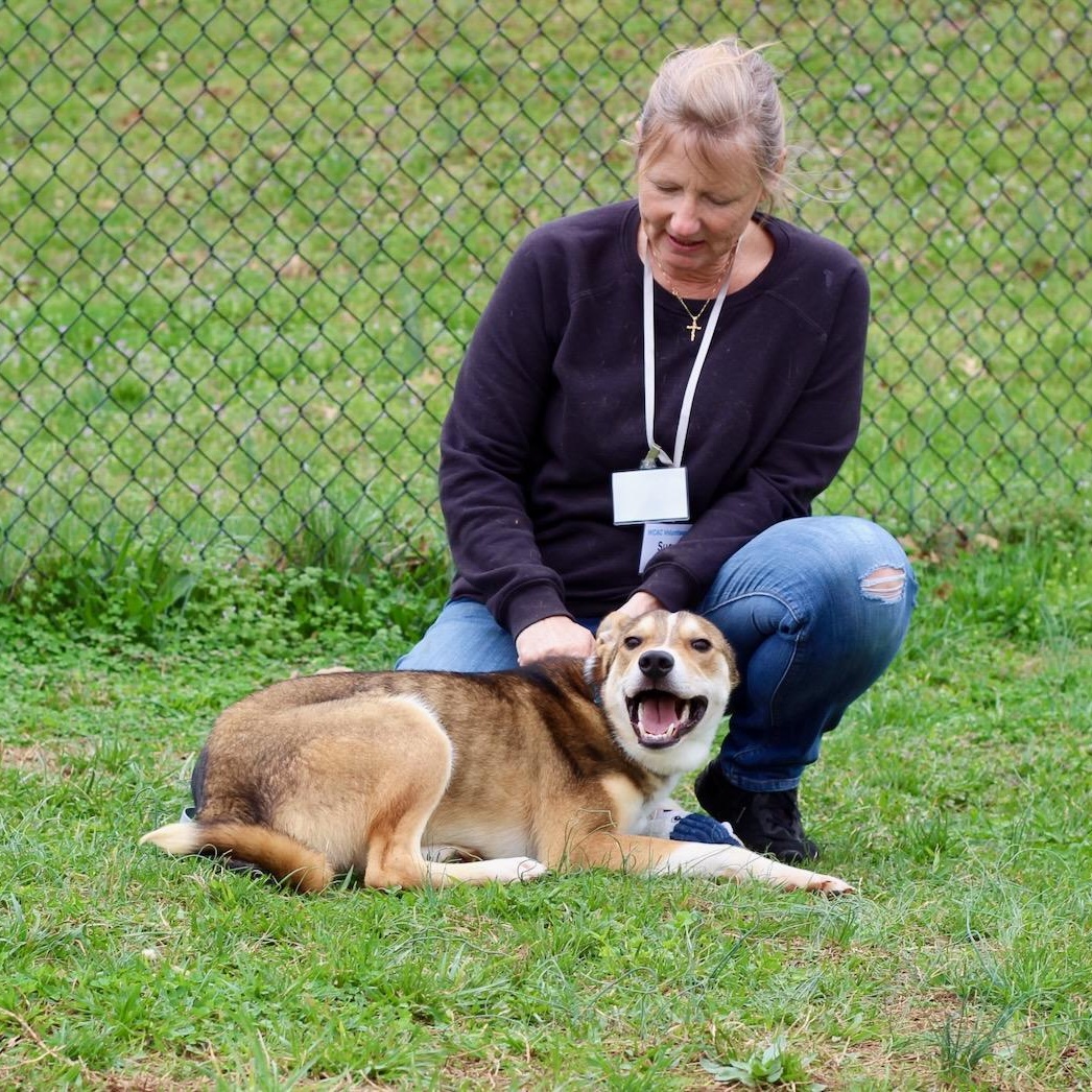 Enlarge Jackson, an adopted mixed breed in Lebanon, TN image 4/6