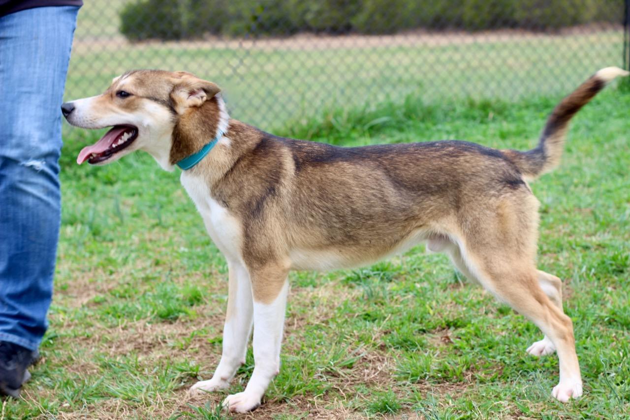 Enlarge Jackson, an adopted mixed breed in Lebanon, TN image 5/6