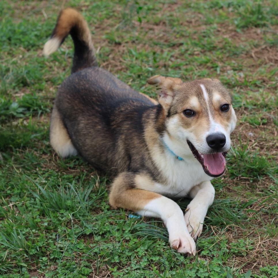Enlarge Jackson, an adopted mixed breed in Lebanon, TN image 2/6