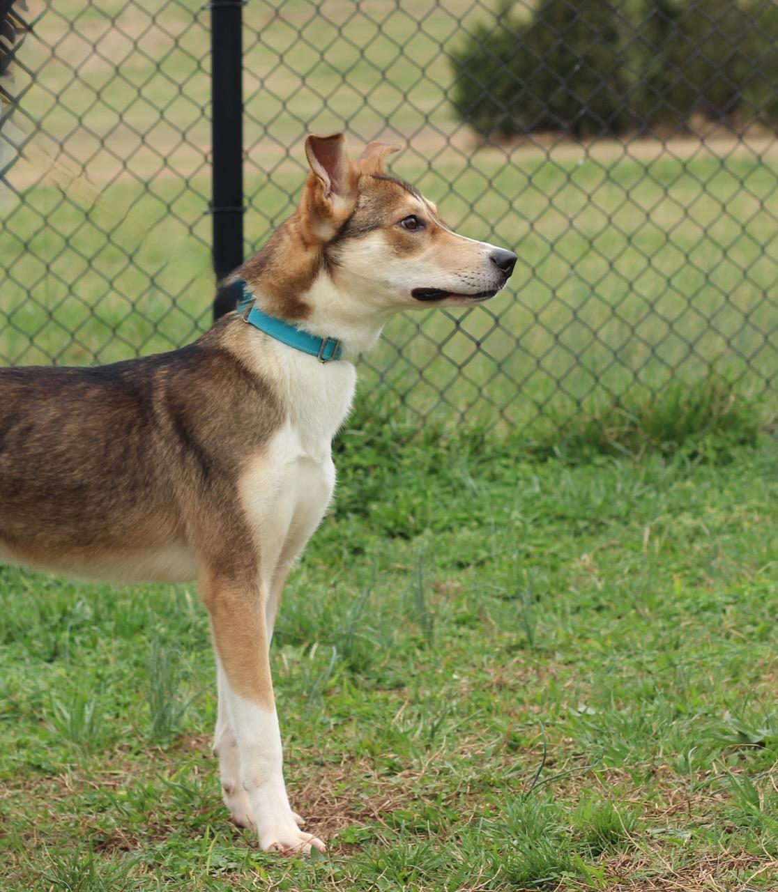 Enlarge Jackson, an adopted mixed breed in Lebanon, TN image 3/6