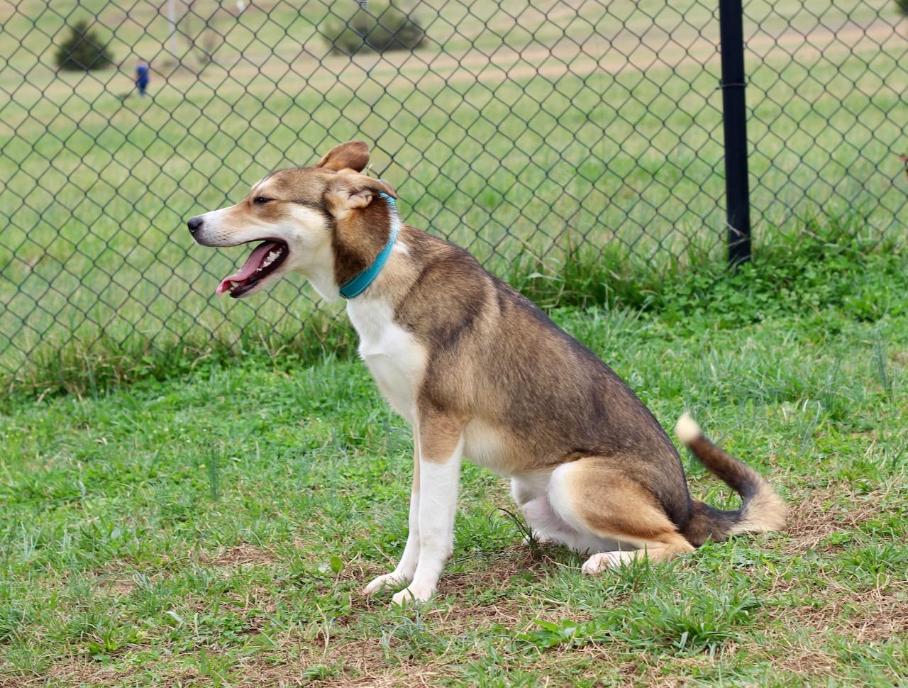 Enlarge Jackson, an adopted mixed breed in Lebanon, TN image 6/6