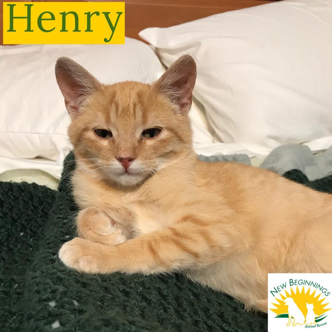 Henry, Adoptable, Young Male Tabby.